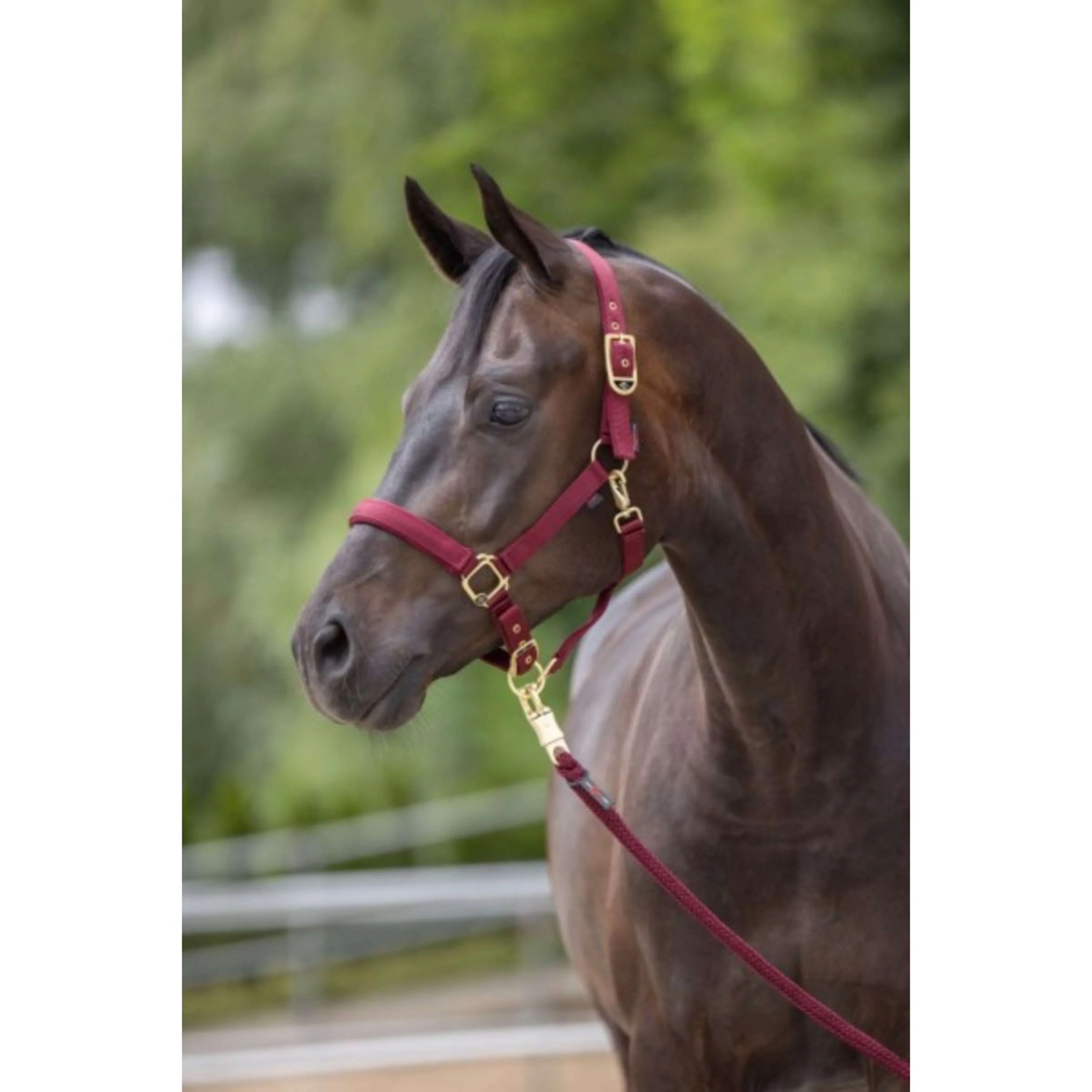 Covalliero Licol Classy Merlot - Image 2