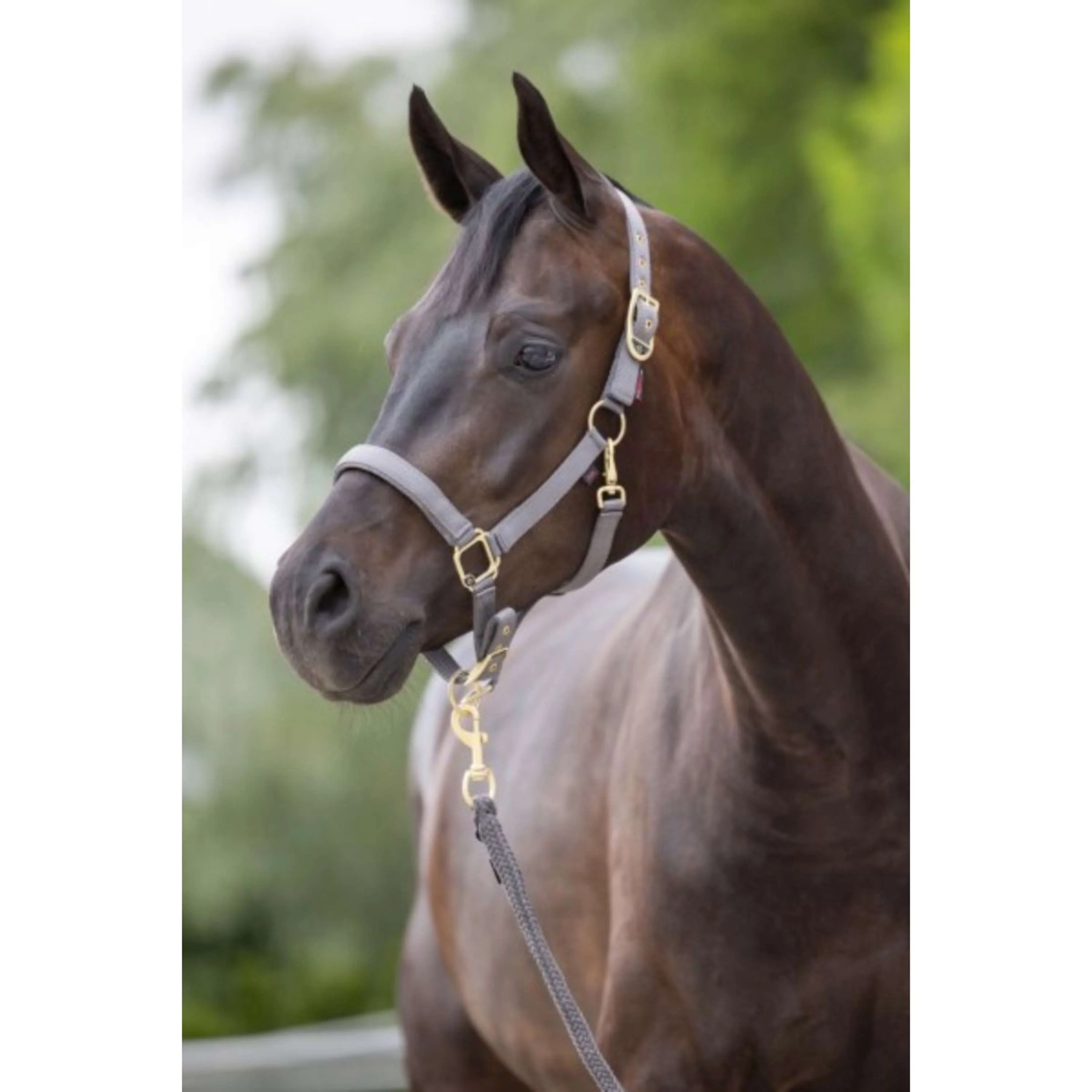 Covalliero Licol Classy Pierre - Image 2