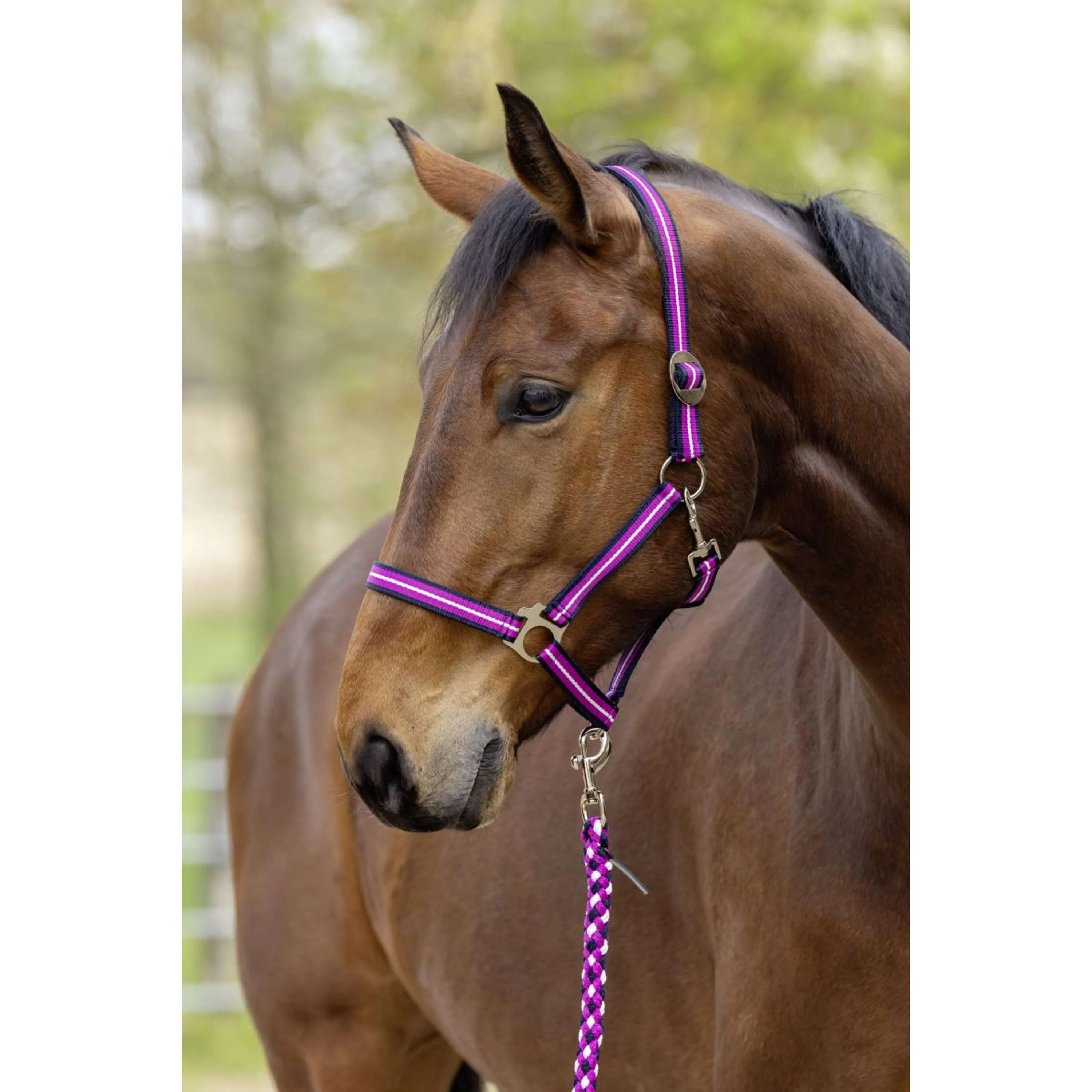 Covalliero Licol SS26 Dark Navy/Light Berry - Image 2