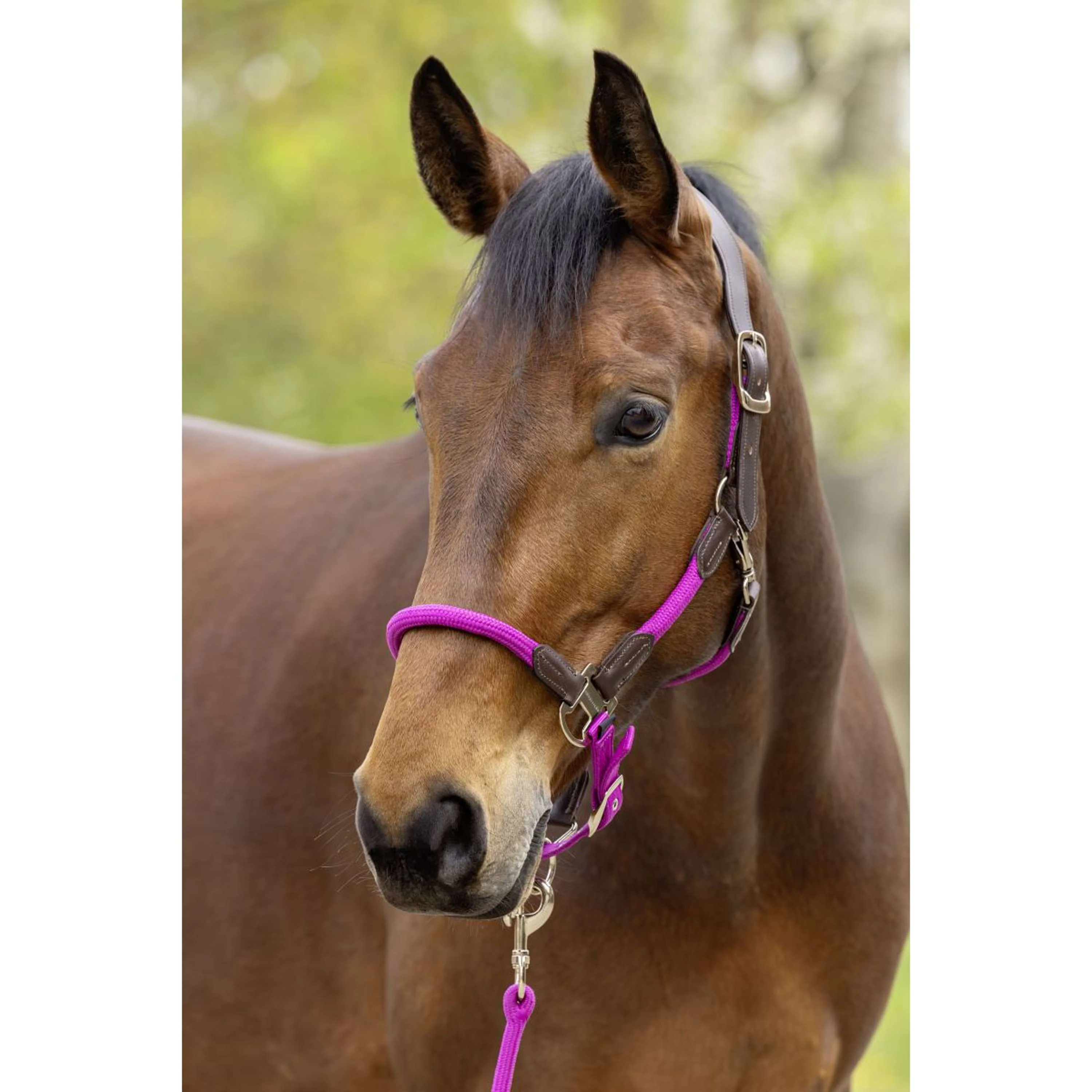 Covalliero Licol SS26 Light Berry - Image 2