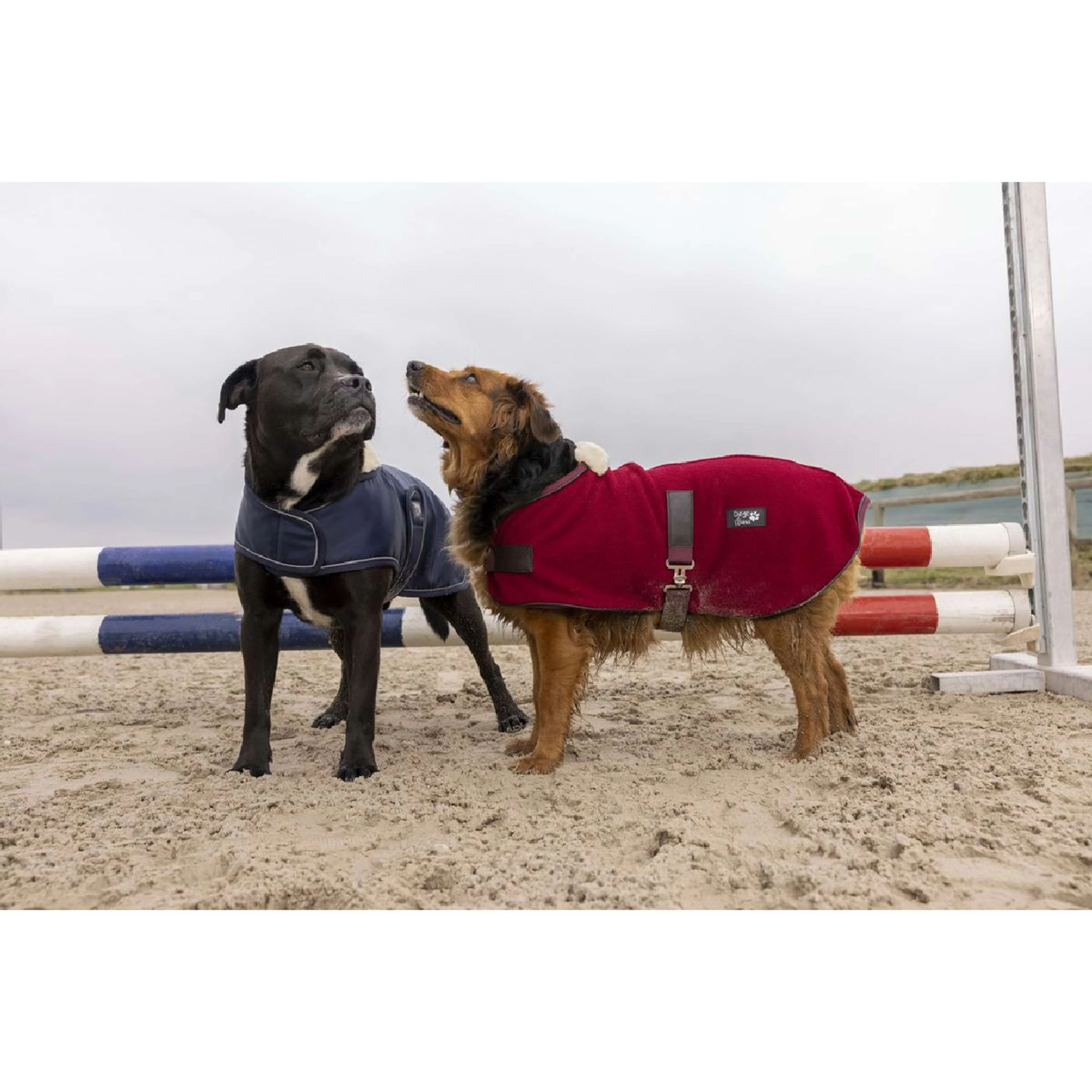 Diego & Louna Couverture pour Chien Polar Marin - Image 2