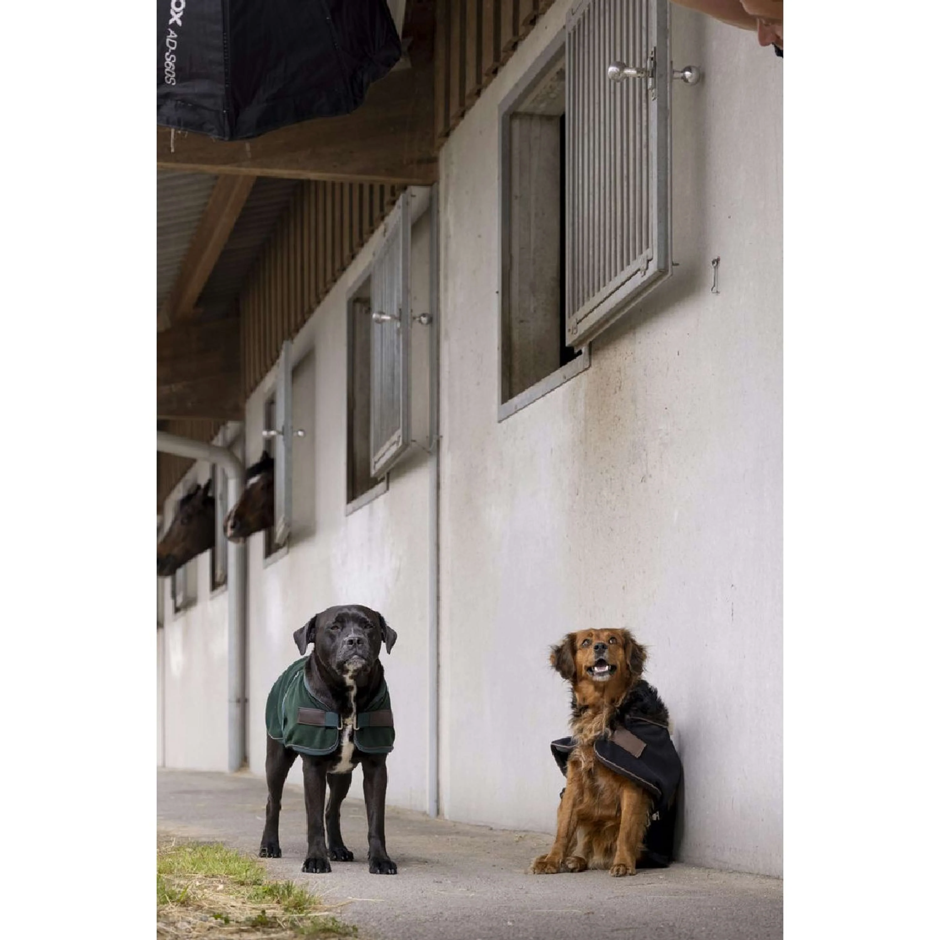 Diego & Louna Couverture pour Chien Polar Noir - Image 2