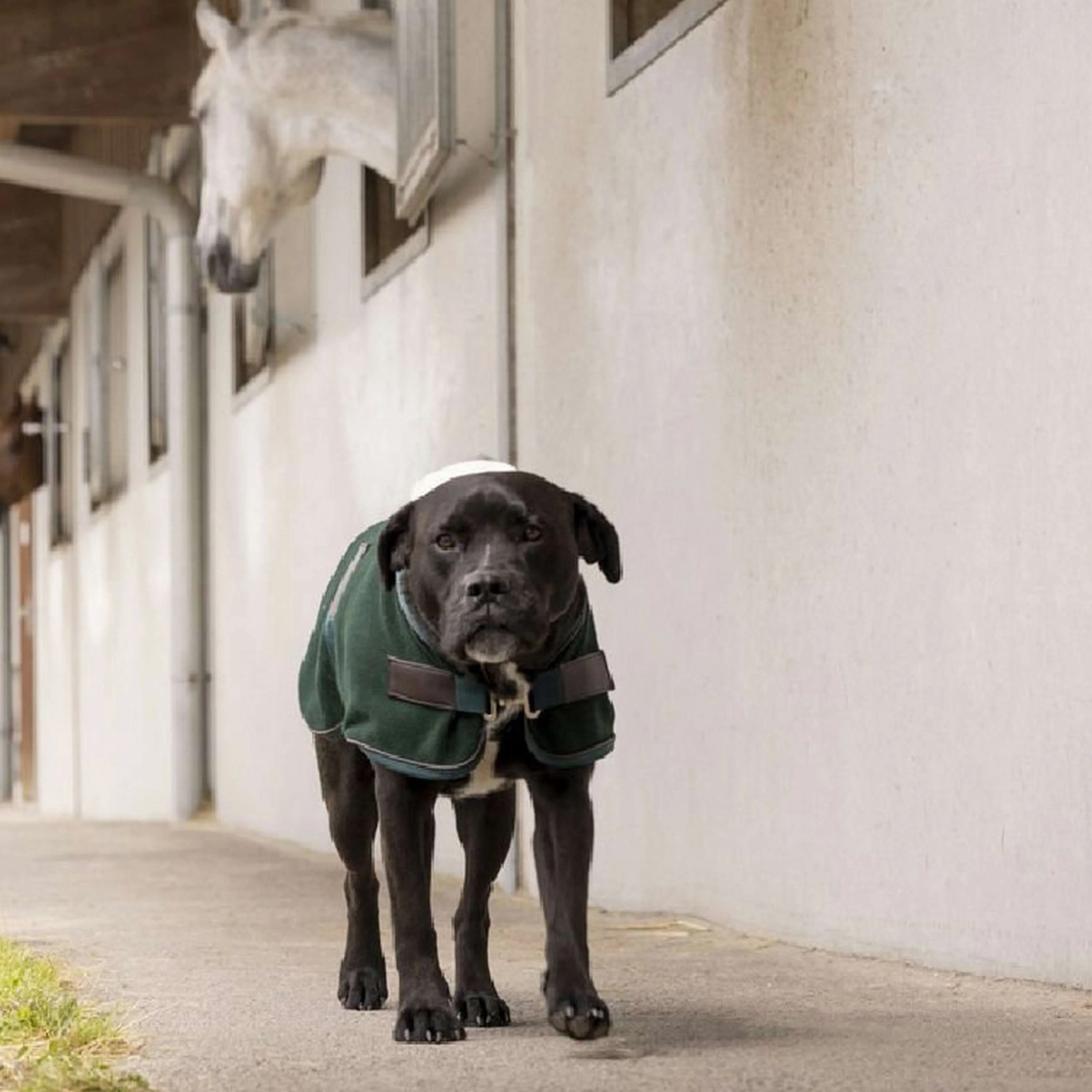 Diego & Louna Couverture pour Chien Polar Vert - Image 2