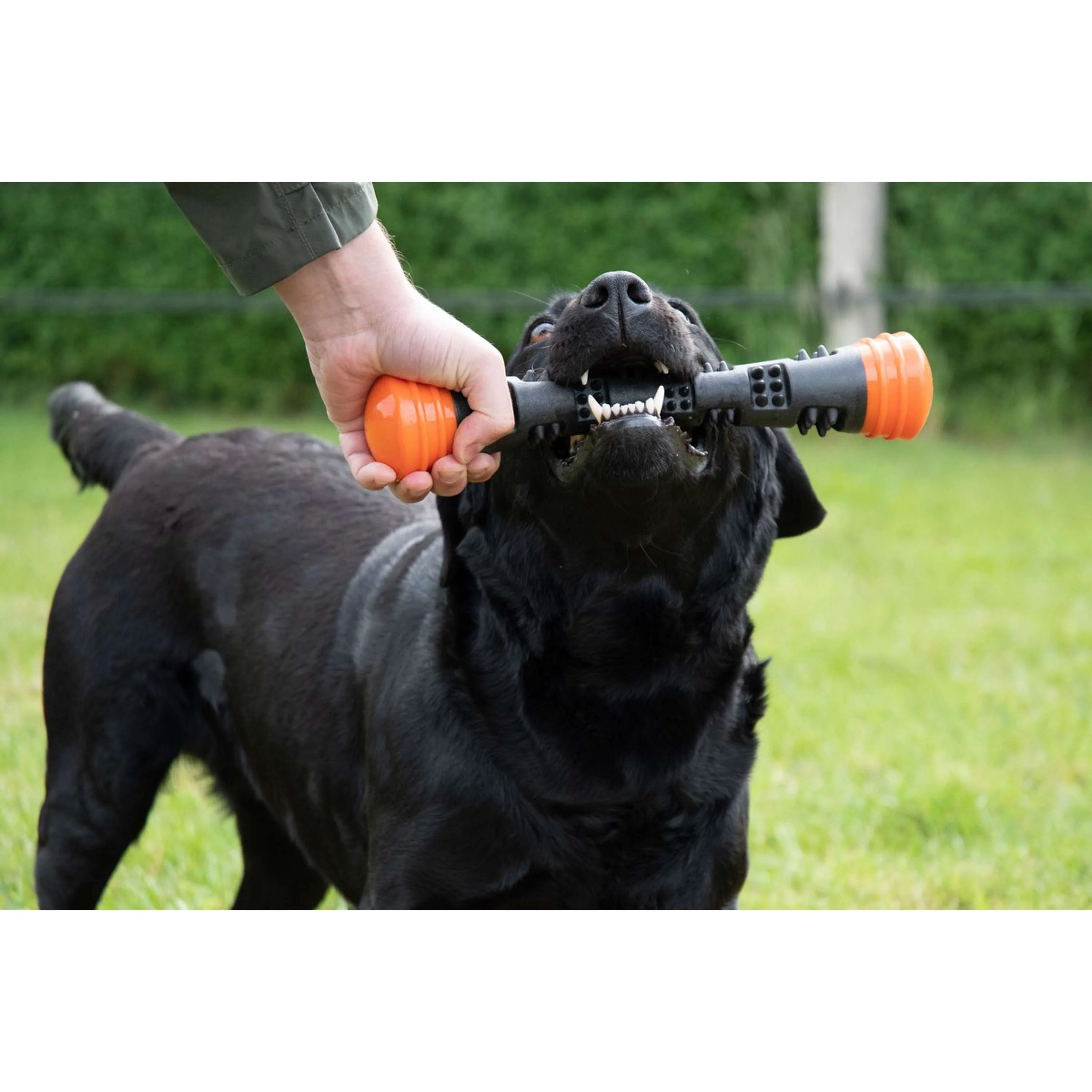Dog Comets Lance-Balles Meteor Orange - Image 2