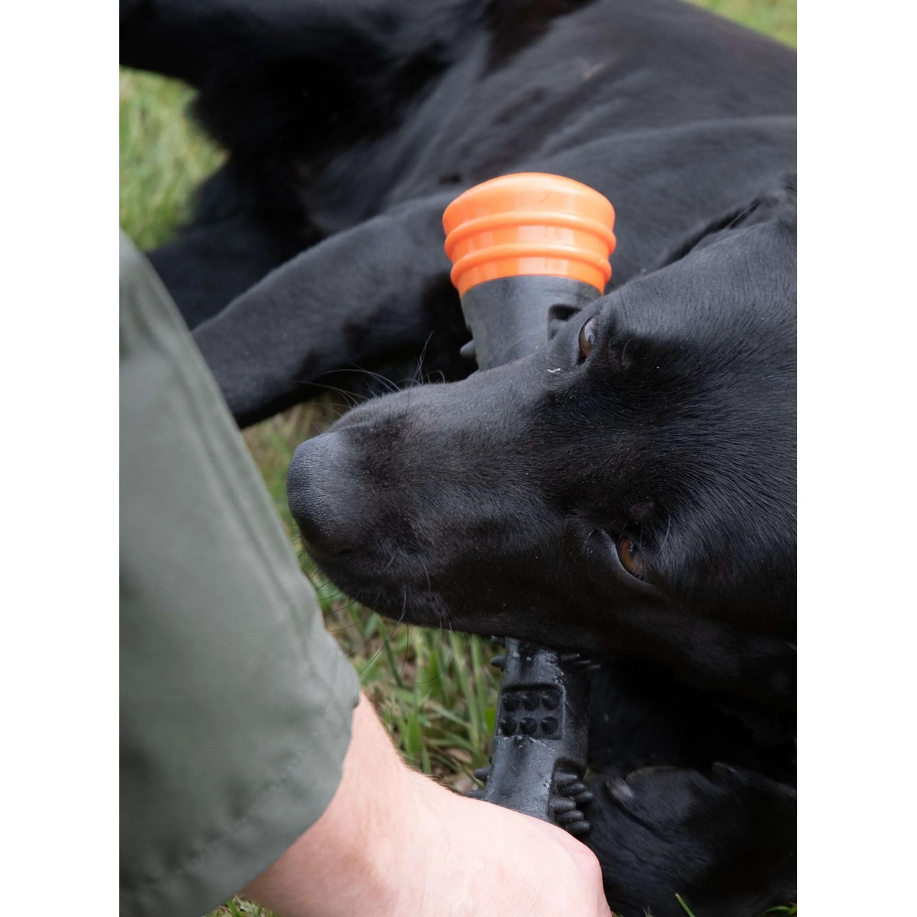 Dog Comets Lance-Balles Meteor Orange - Image 3