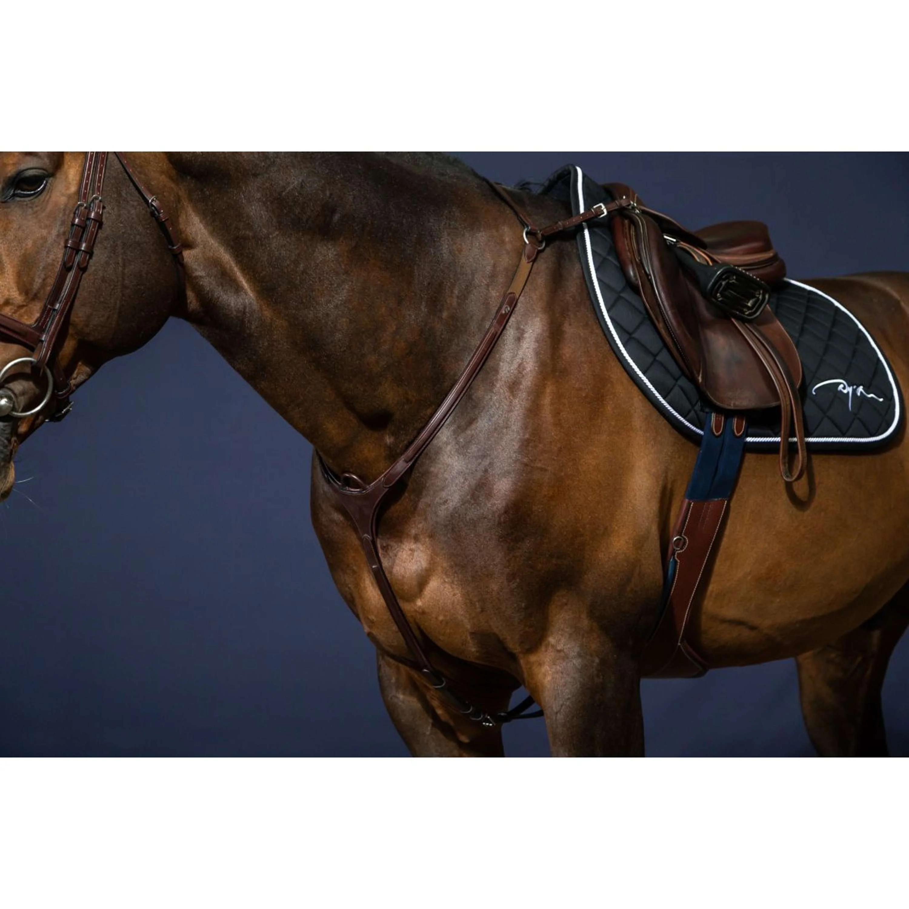 Dyon Collier de Chasse Bridge New English Collection Marron - Image 4