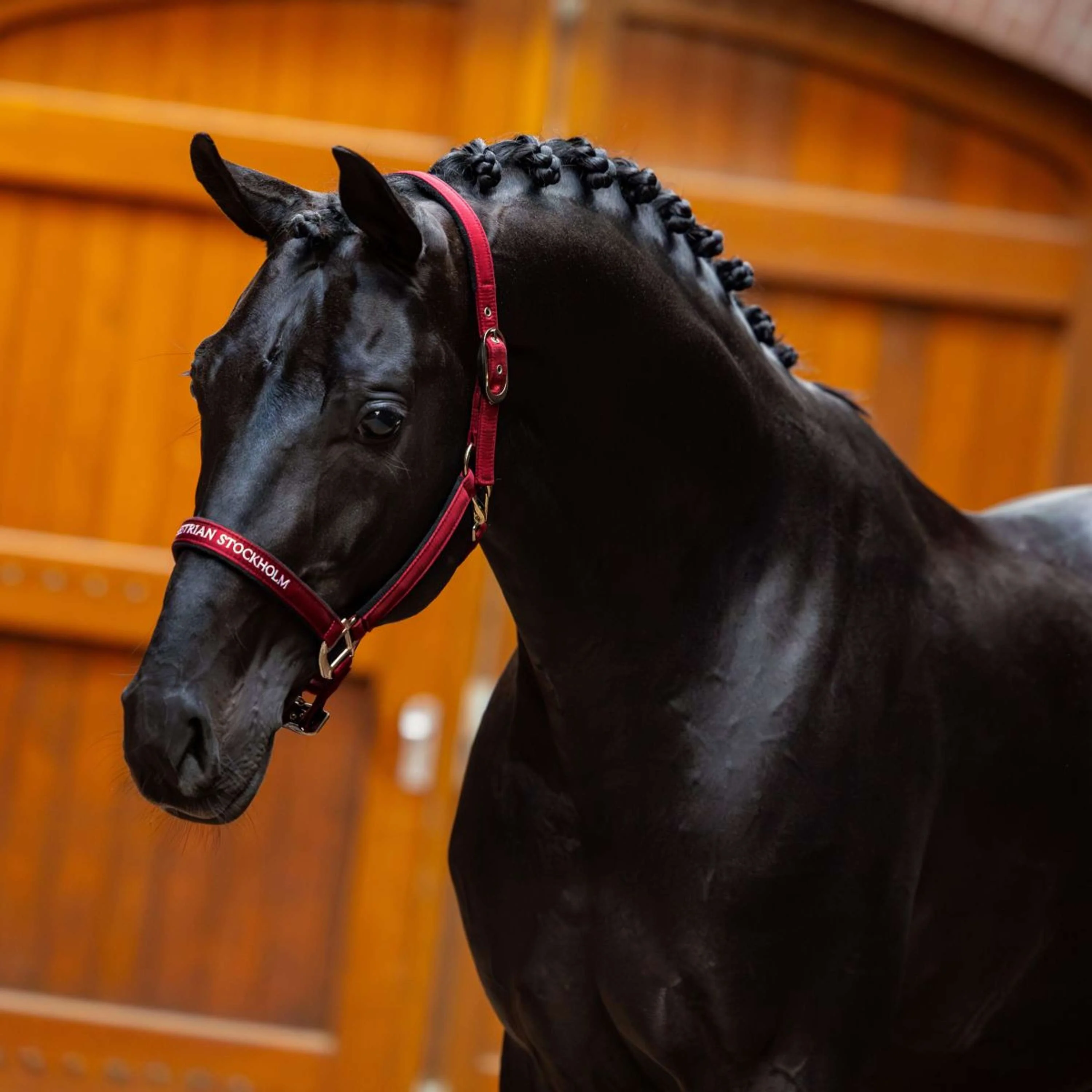 Equestrian Stockholm Licol Line Bordeaux - Image 2