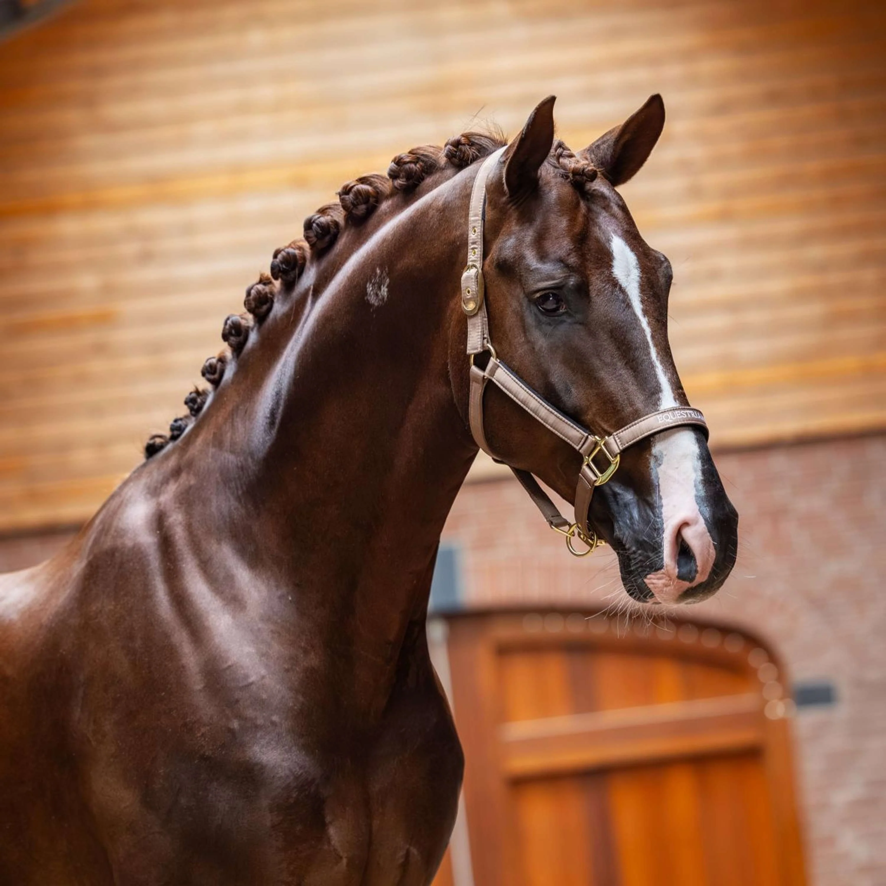 Equestrian Stockholm Licol Line Champagne - Image 2