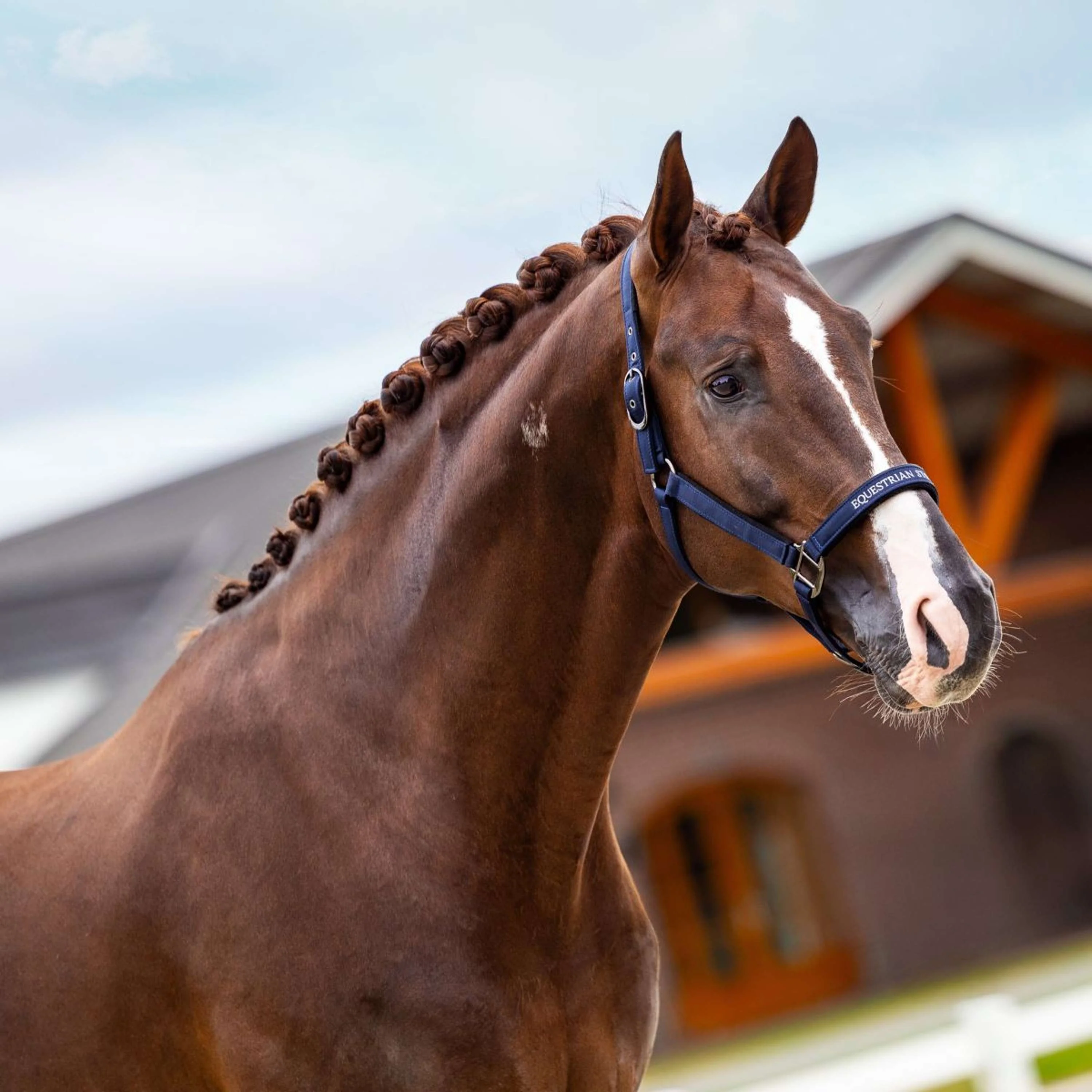 Equestrian Stockholm Licol Line Marin - Image 2