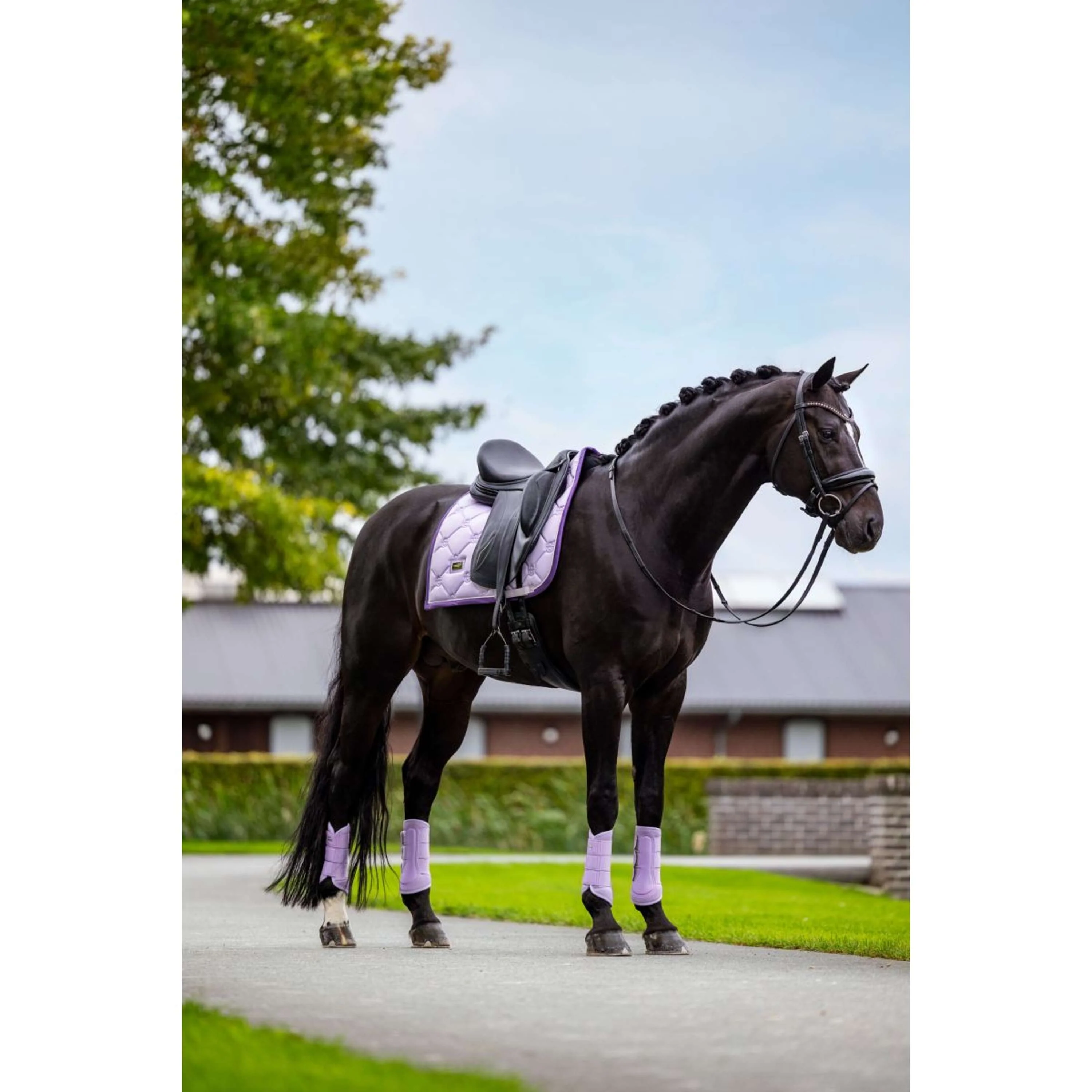 Equestrian Stockholm Tapis de Selle Dressage Lavande - Image 3