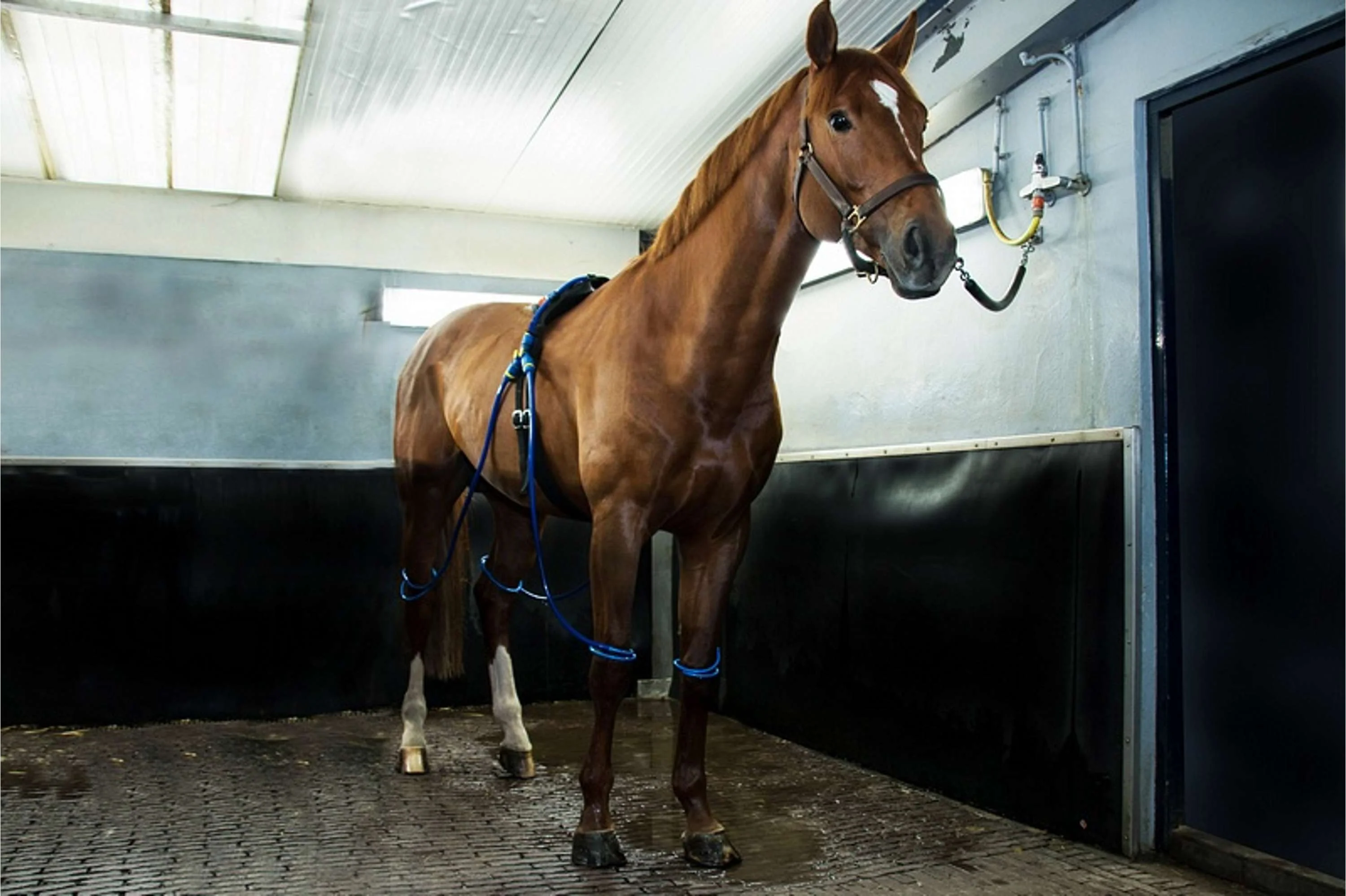 Equine Legcooler Soutien du Système Respiratoire Bronchix Liq Type 1 for 4 Legs - Image 3