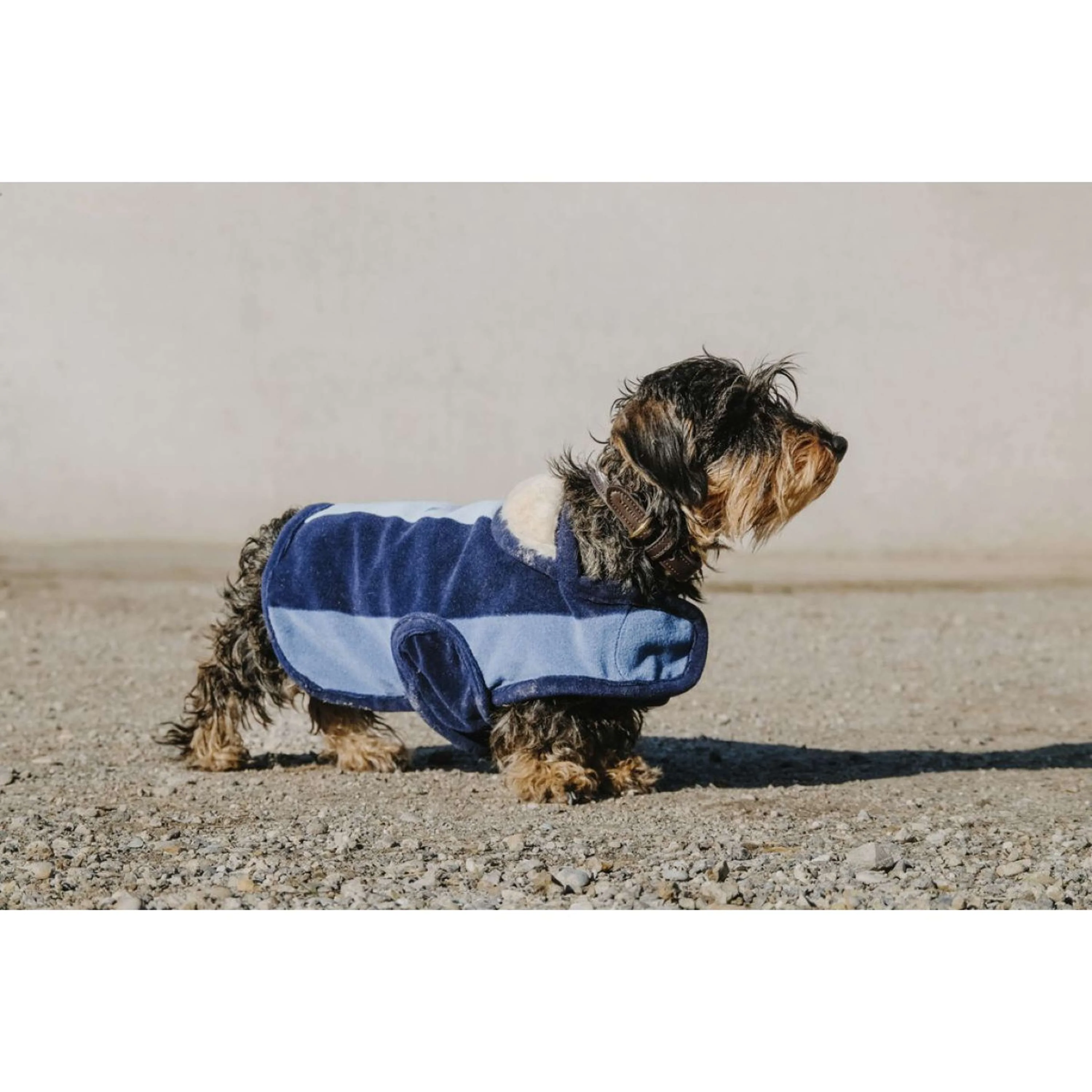 EQUITHÈME Couverture pour Chien New Market Marin - Image 2