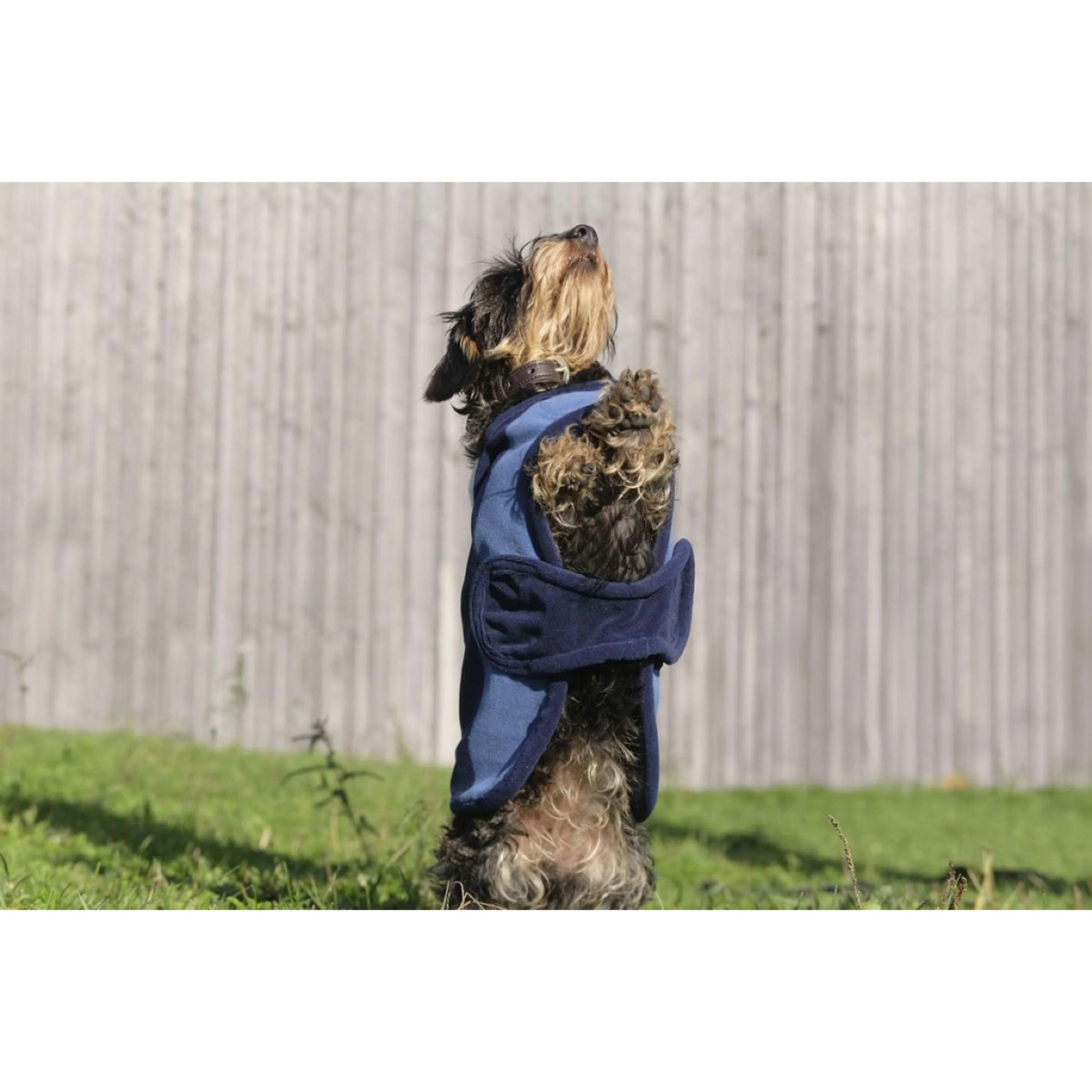EQUITHÈME Couverture pour Chien New Market Marin - Image 5