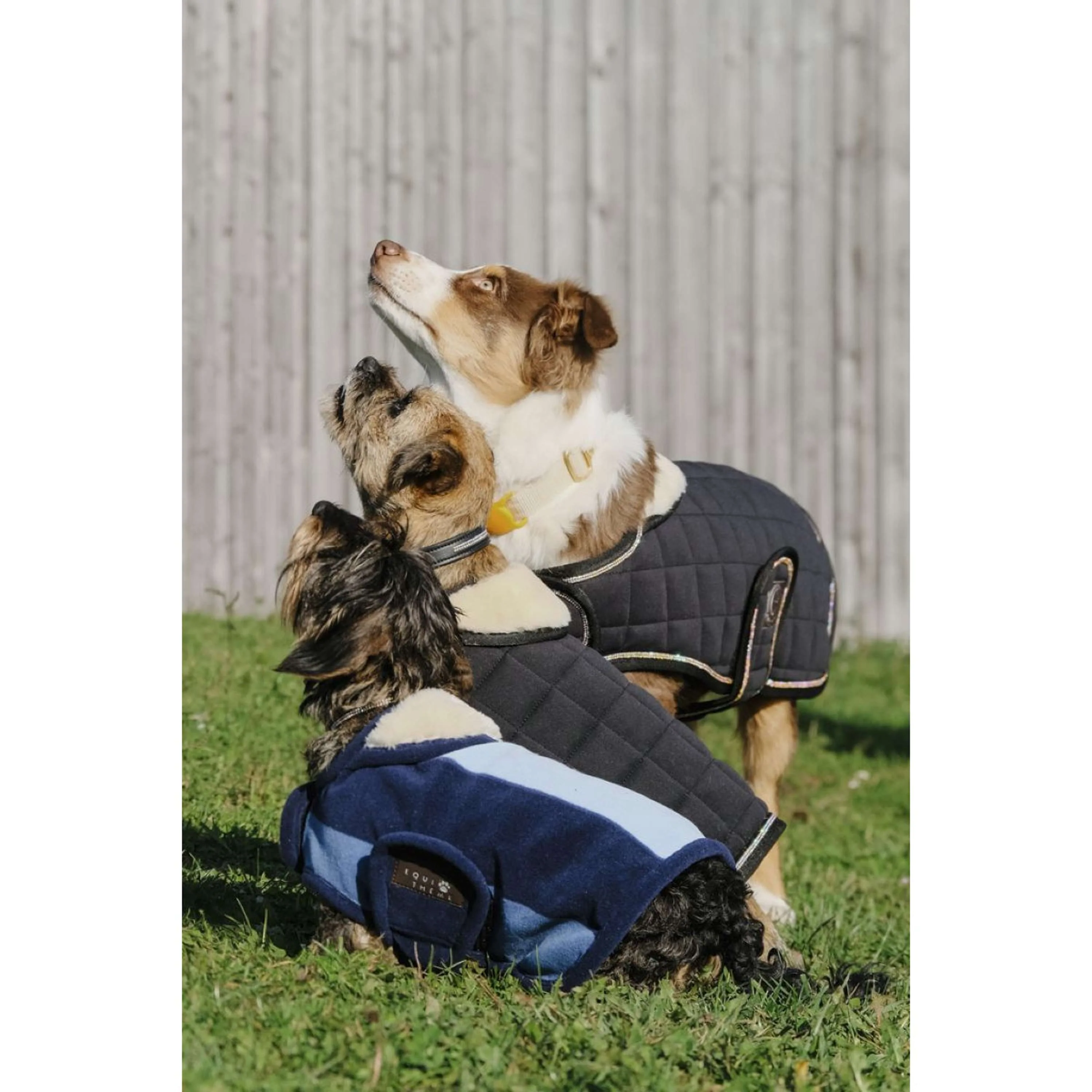 EQUITHÈME Couverture pour Chien New Market Marin - Image 6