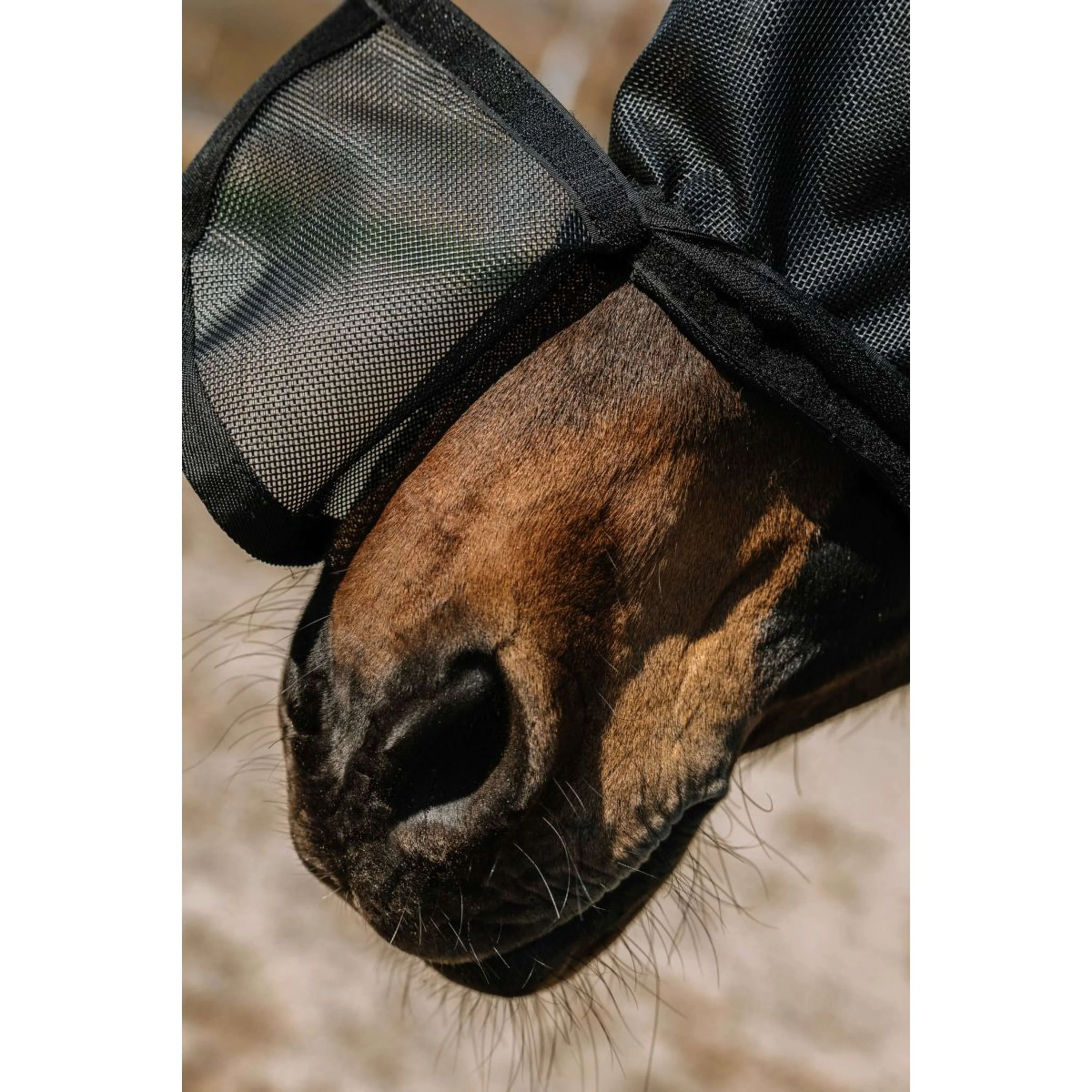 EQUITHÈME Masque Anti-Mouches Protec avec Protection UV Noir - Image 6