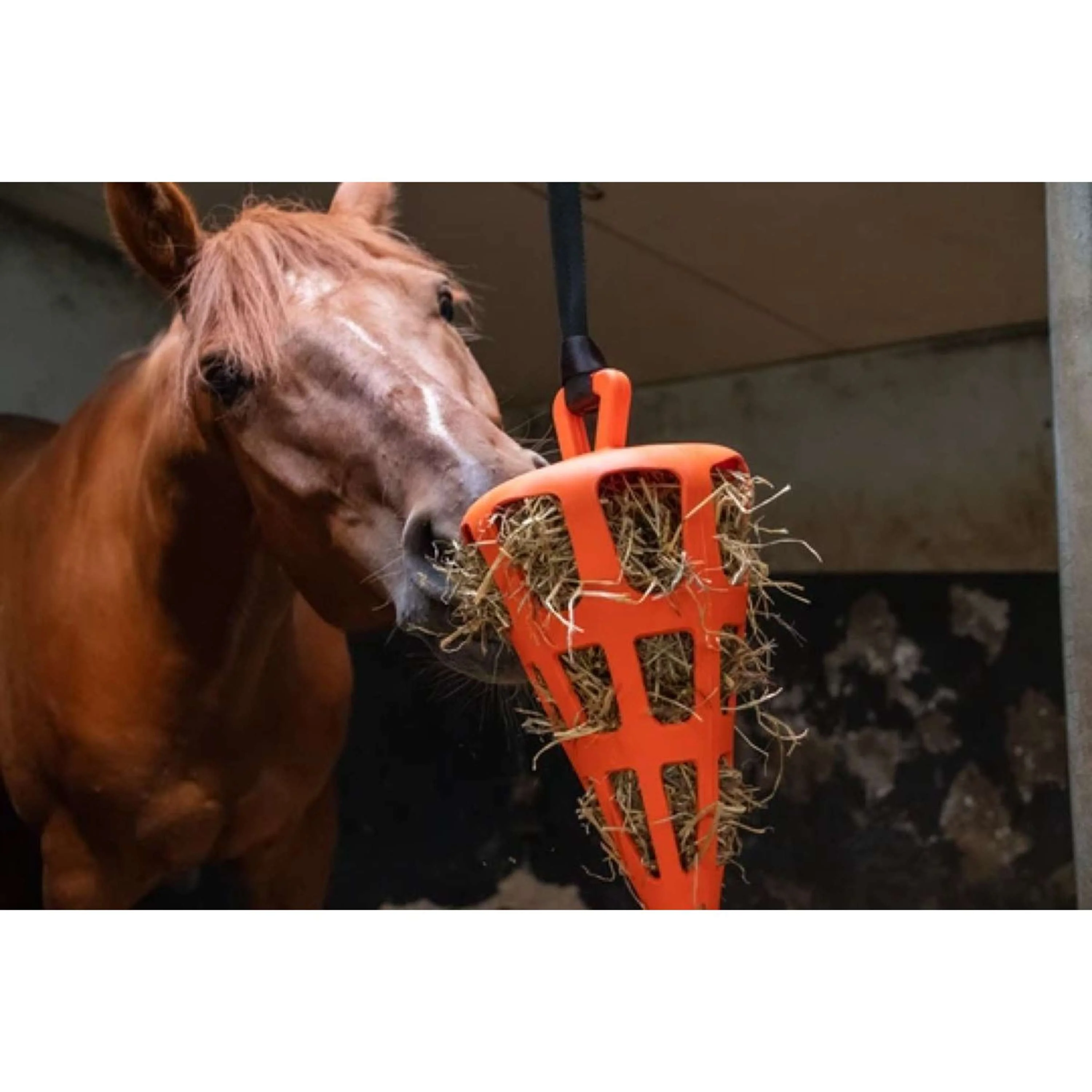 Excellent Filet Anti-Glouton Fun and Flex Carotte Orange - Image 2