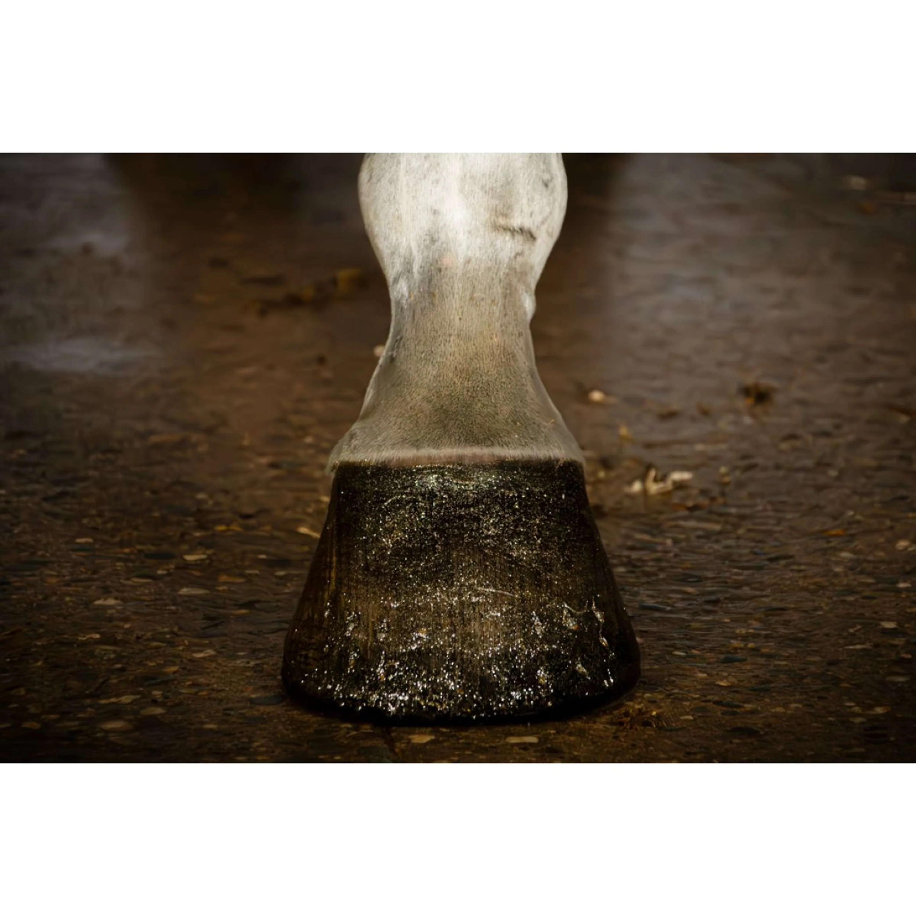 Excellent Hoof Polish Hi Gloss Glitter Or - Image 2