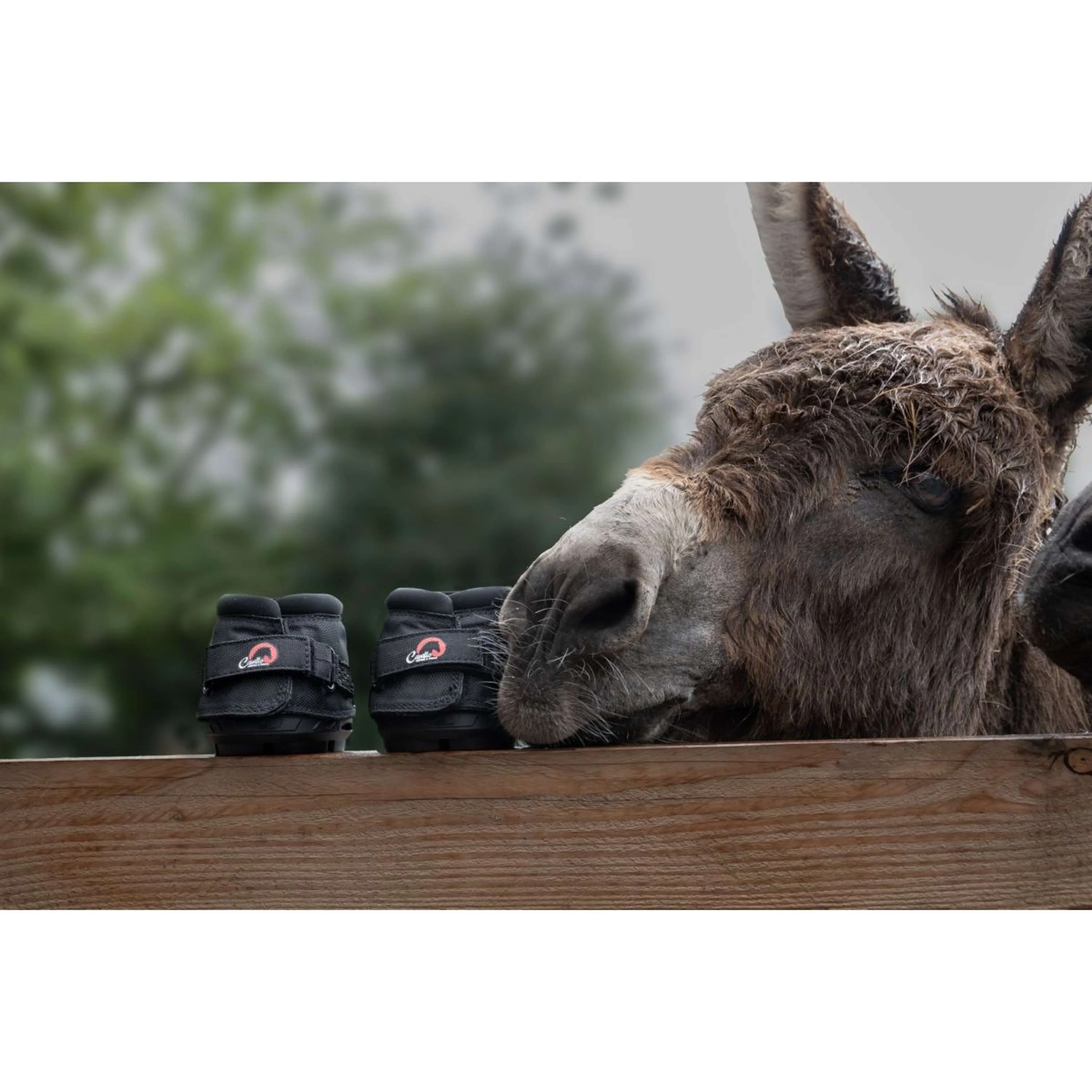 F.R.A. Cavallo Donkey/Long Ear Boot Noir - Image 3