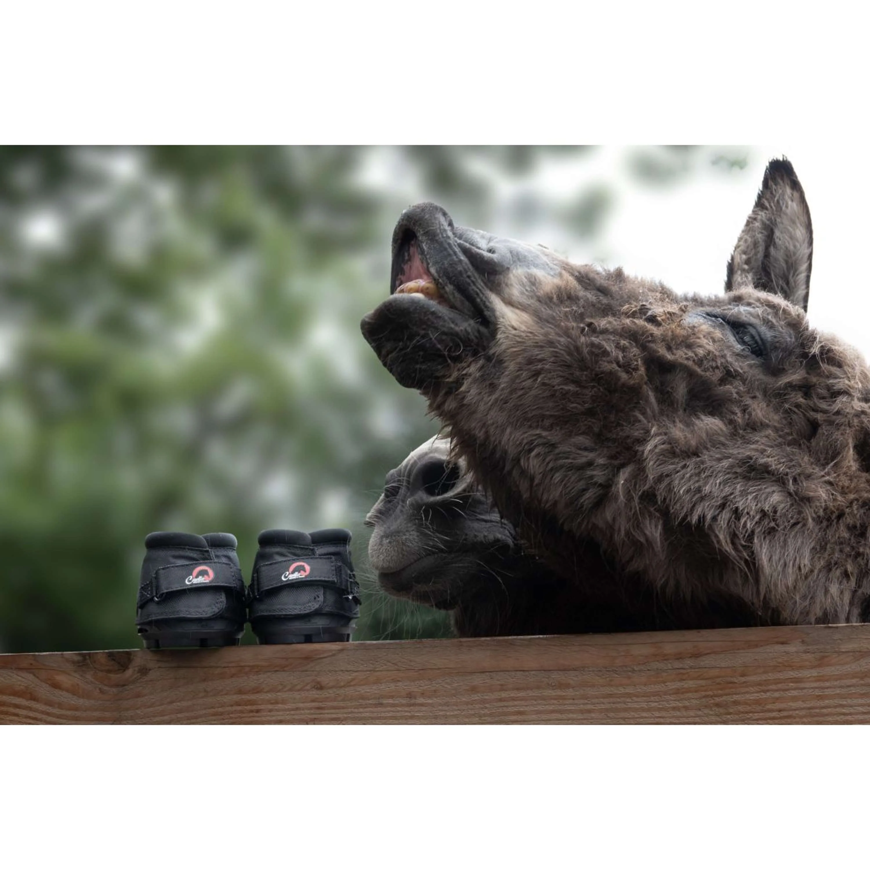 F.R.A. Cavallo Donkey/Long Ear Boot Noir - Image 4
