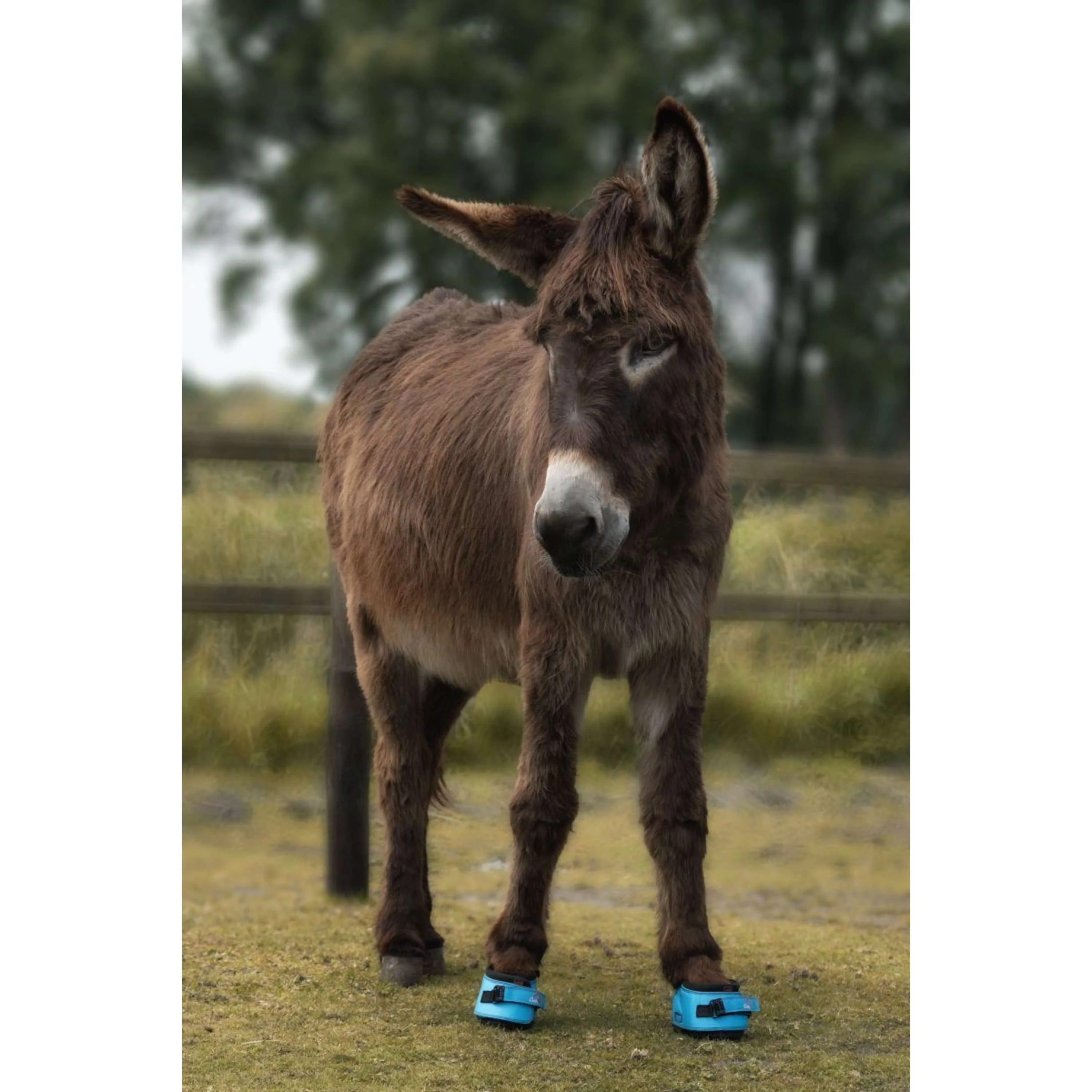 F.R.A. Cavallo Donkey/Long Ear Boot Turquoise - Image 3