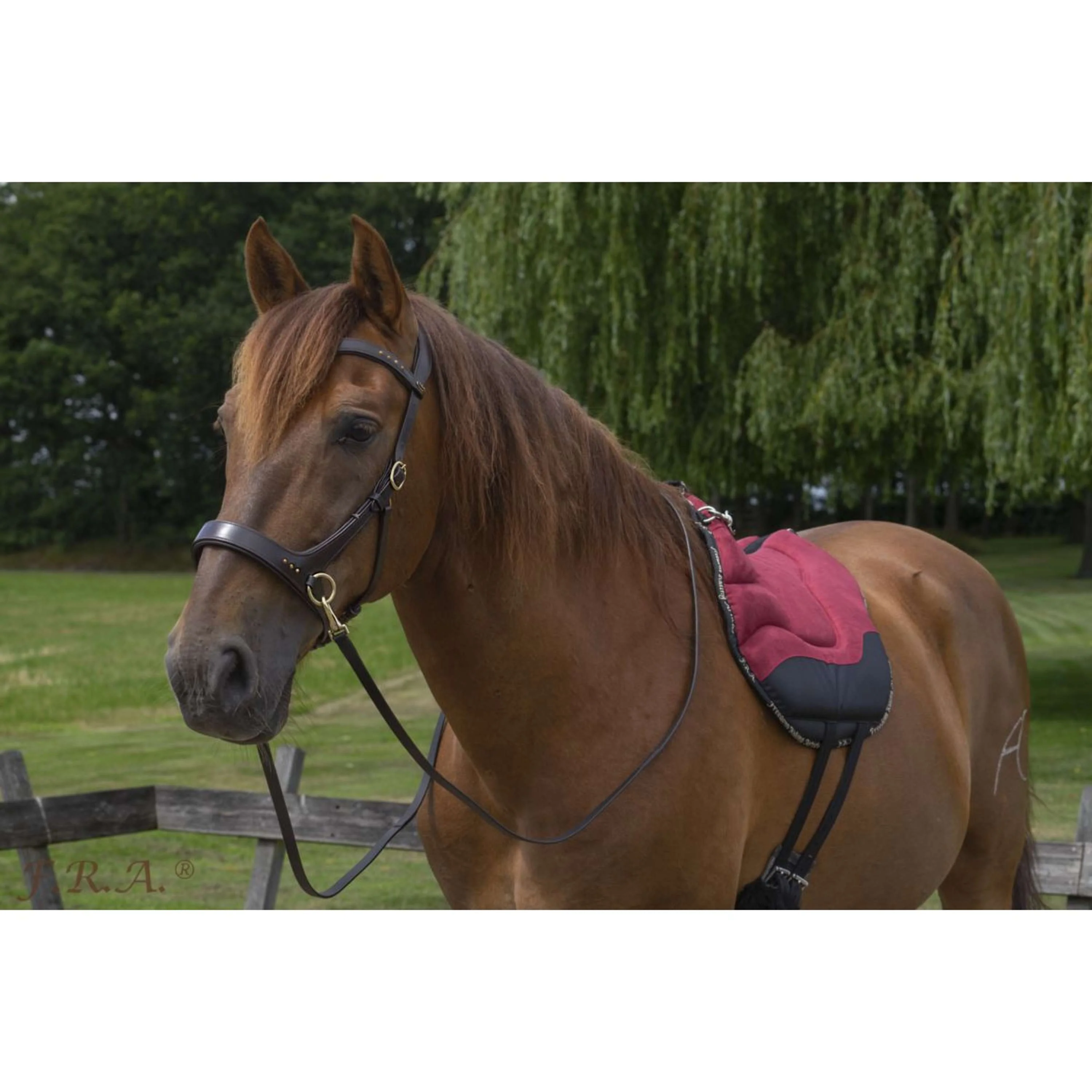 F.R.A. Pad Sans Selle Dardo Basic Bordeaux - Image 2
