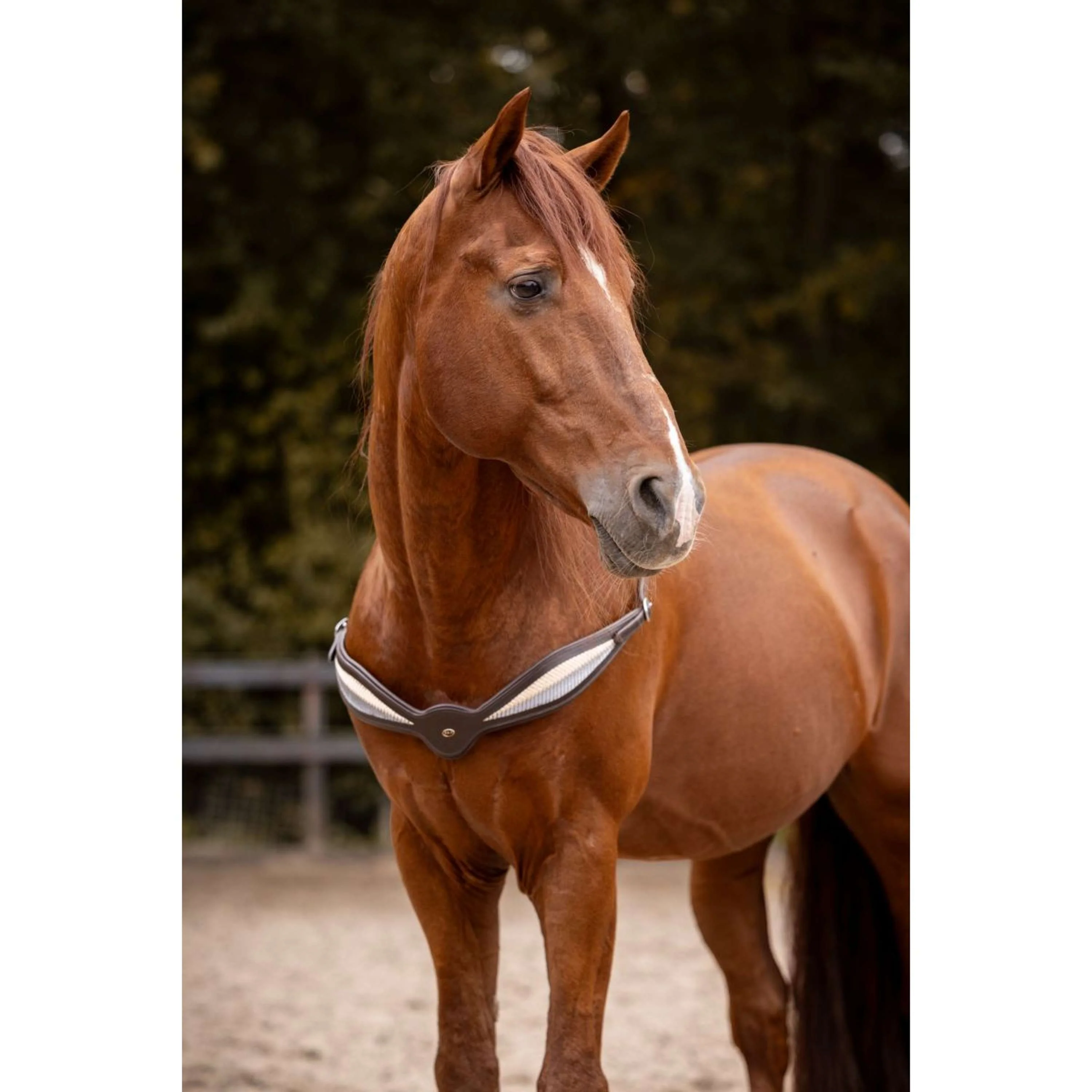 F.R.A. Rêne D'équilibre Whisper Marron - Image 2