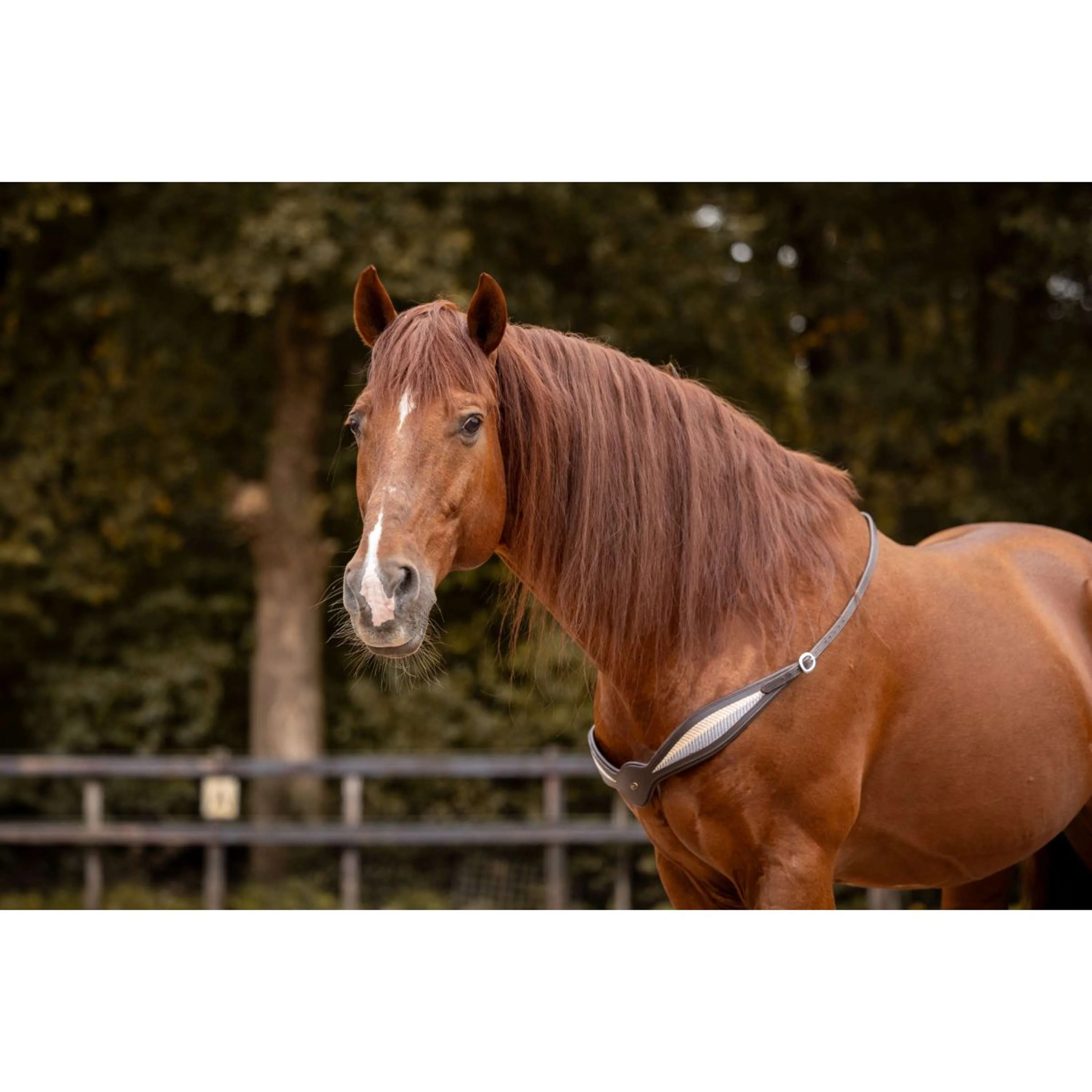 F.R.A. Rêne D'équilibre Whisper Marron - Image 5