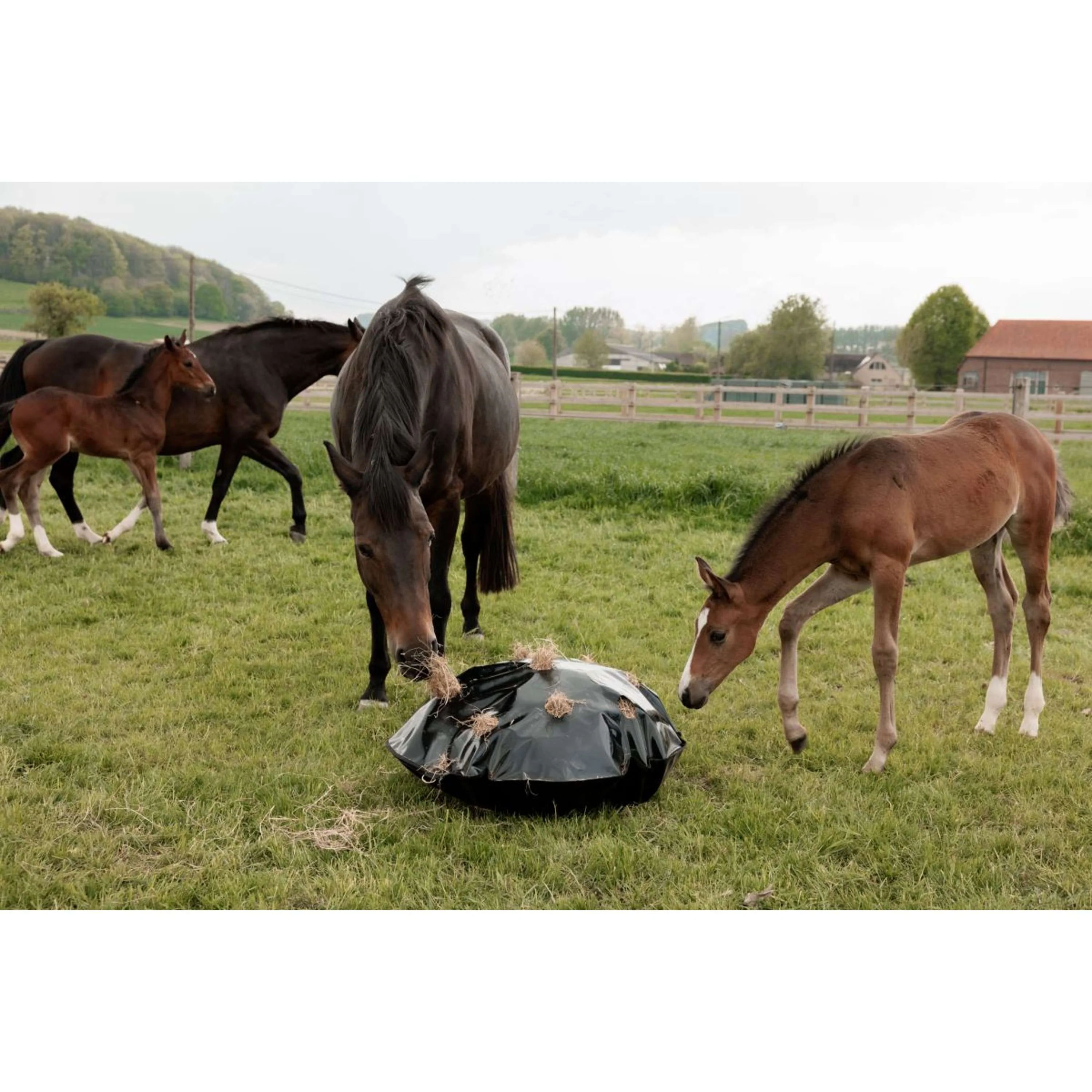 Grooming Deluxe by Kentucky Filet Anti-Glouton Play & Haybag Round - Image 6