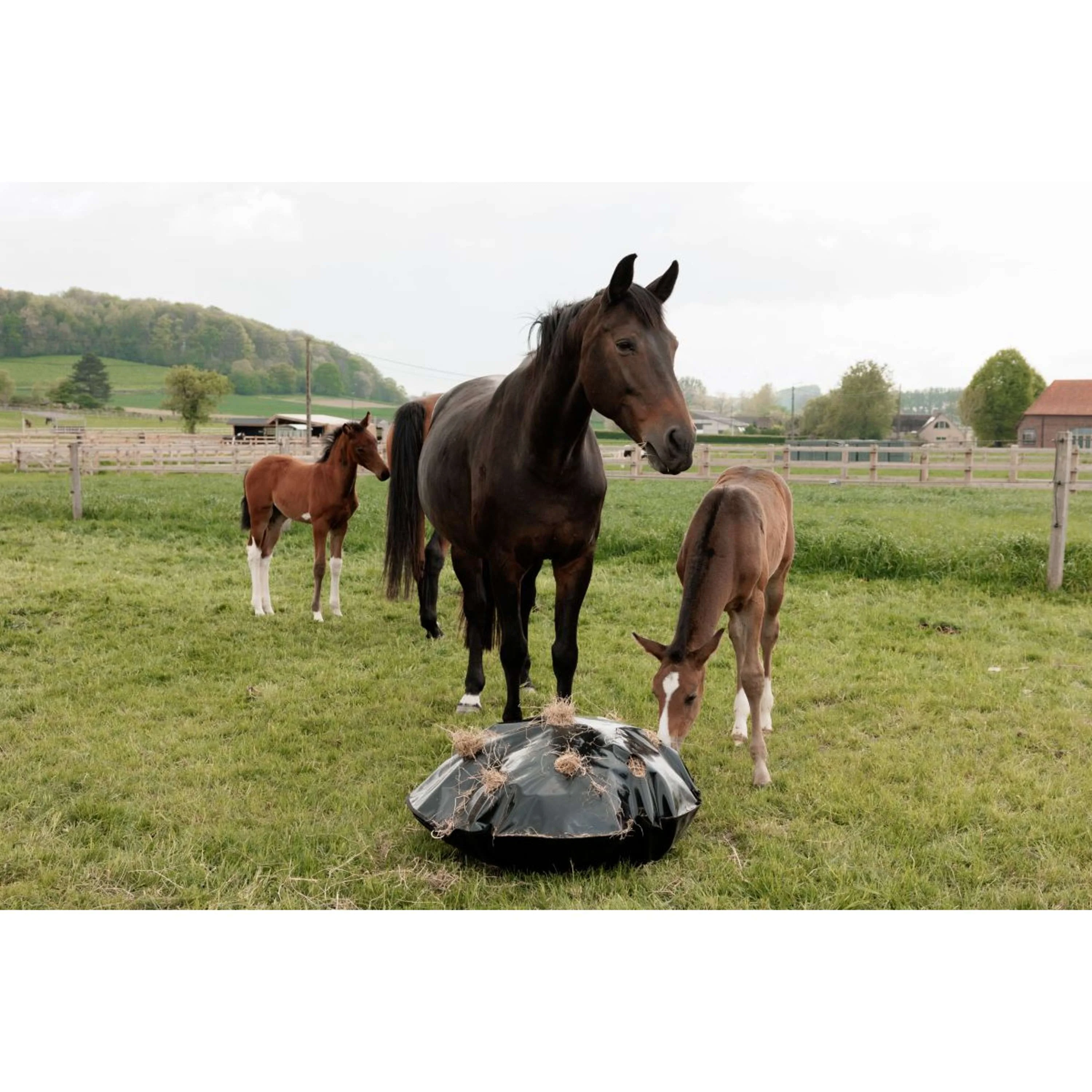 Grooming Deluxe by Kentucky Filet Anti-Glouton Play & Haybag Round - Image 8