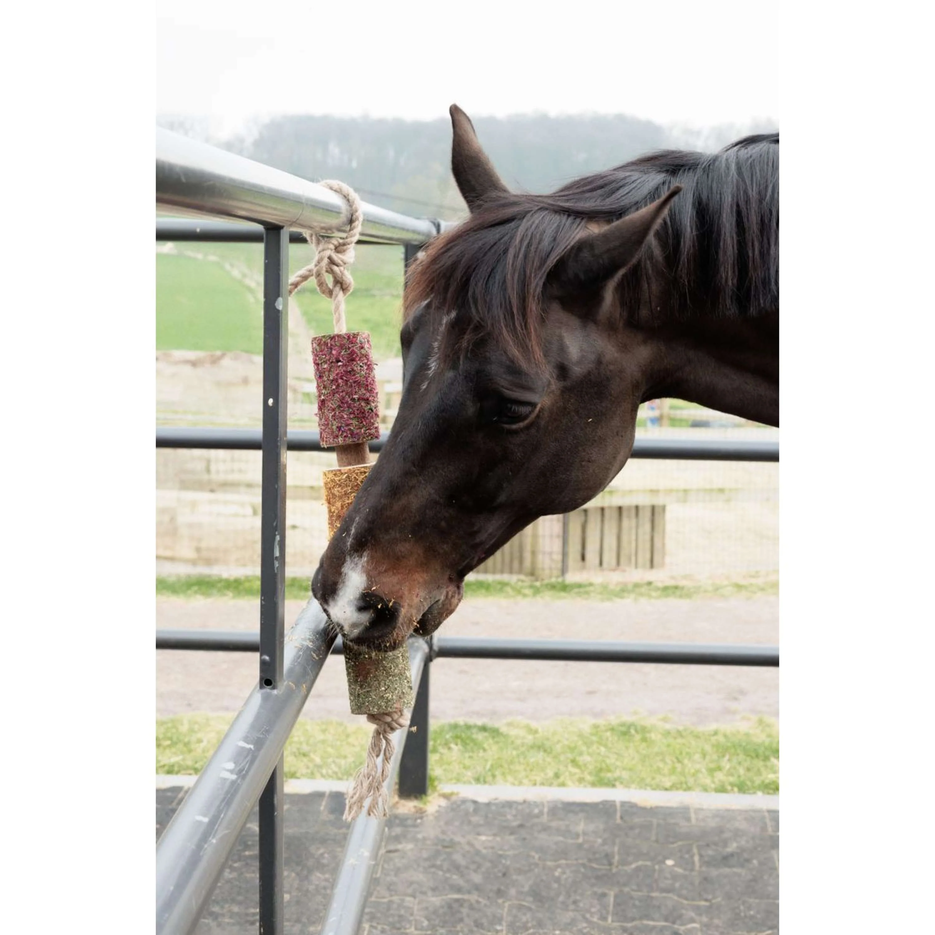 Grooming Deluxe by Kentucky Relax Horse Toy Wooden De-Stress - Image 2