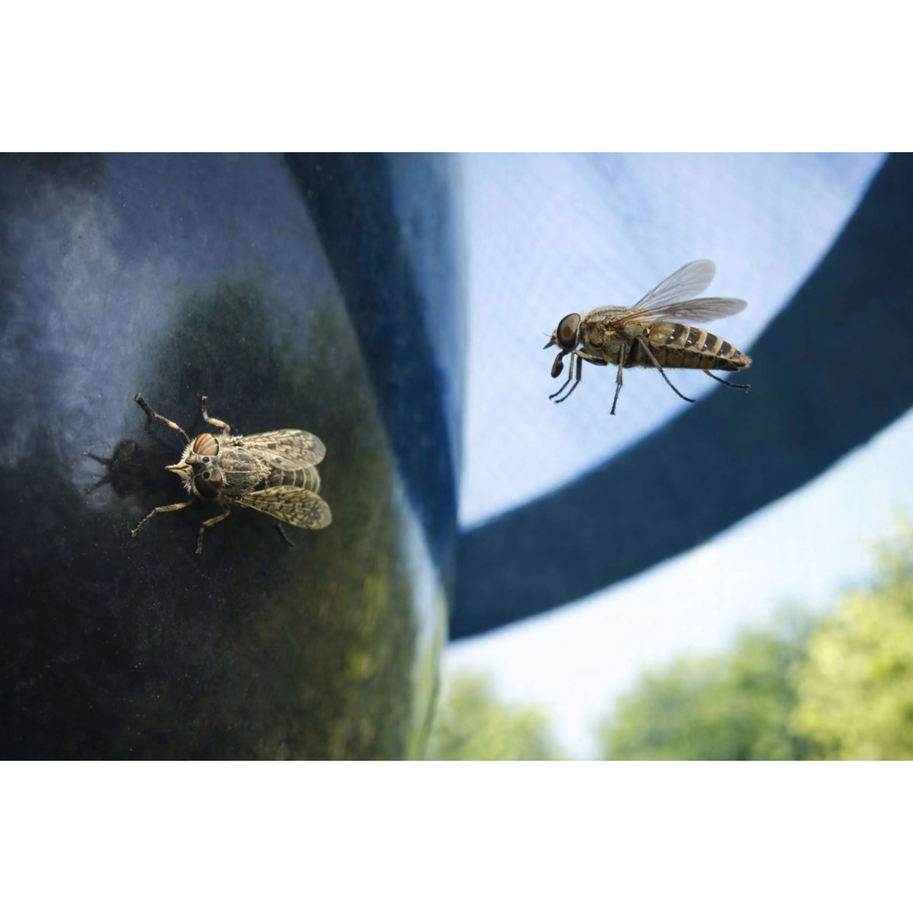 H-Trap Piège à Insectes - Image 3