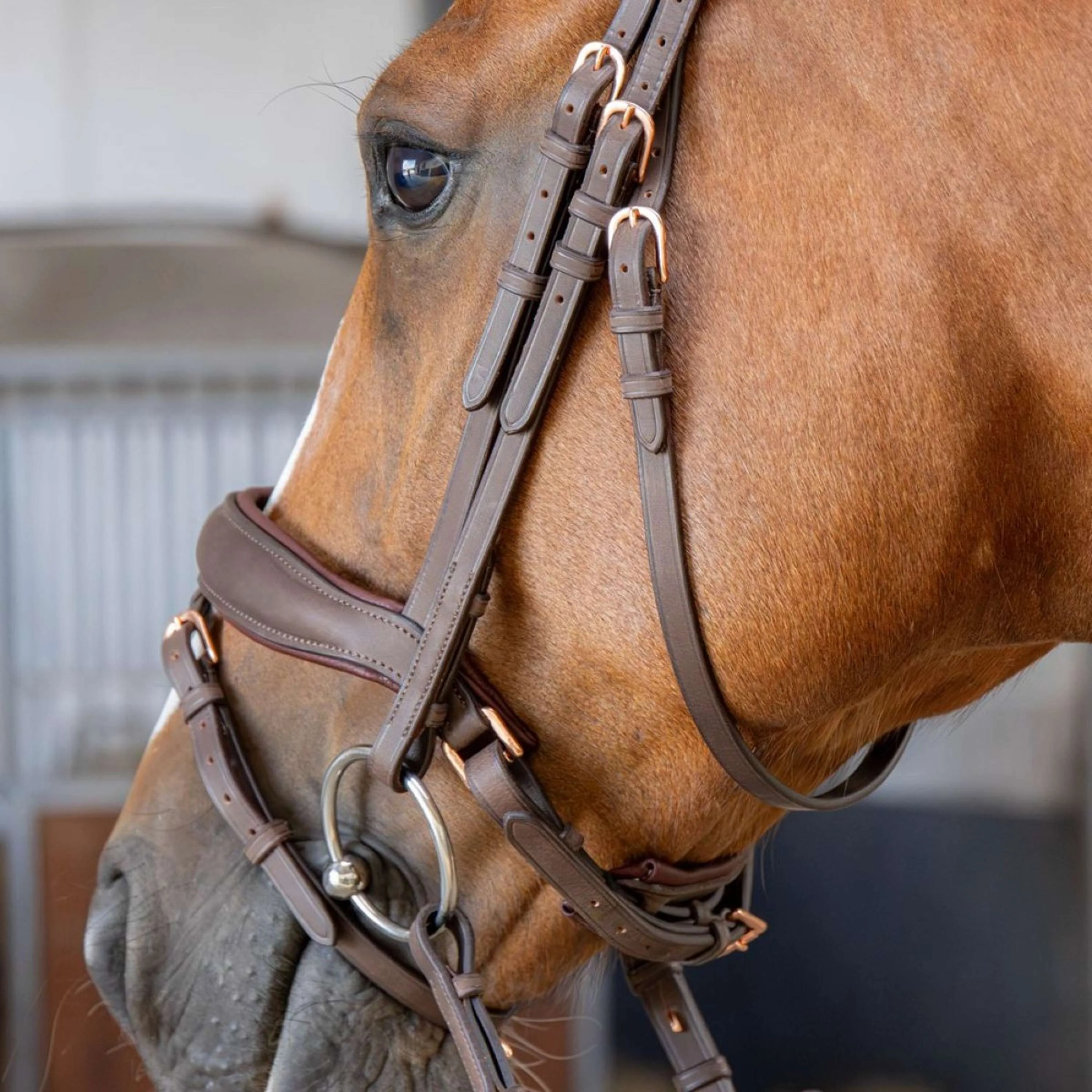 Harry's Horse Bride Bombastic Crystals Marron - Image 3