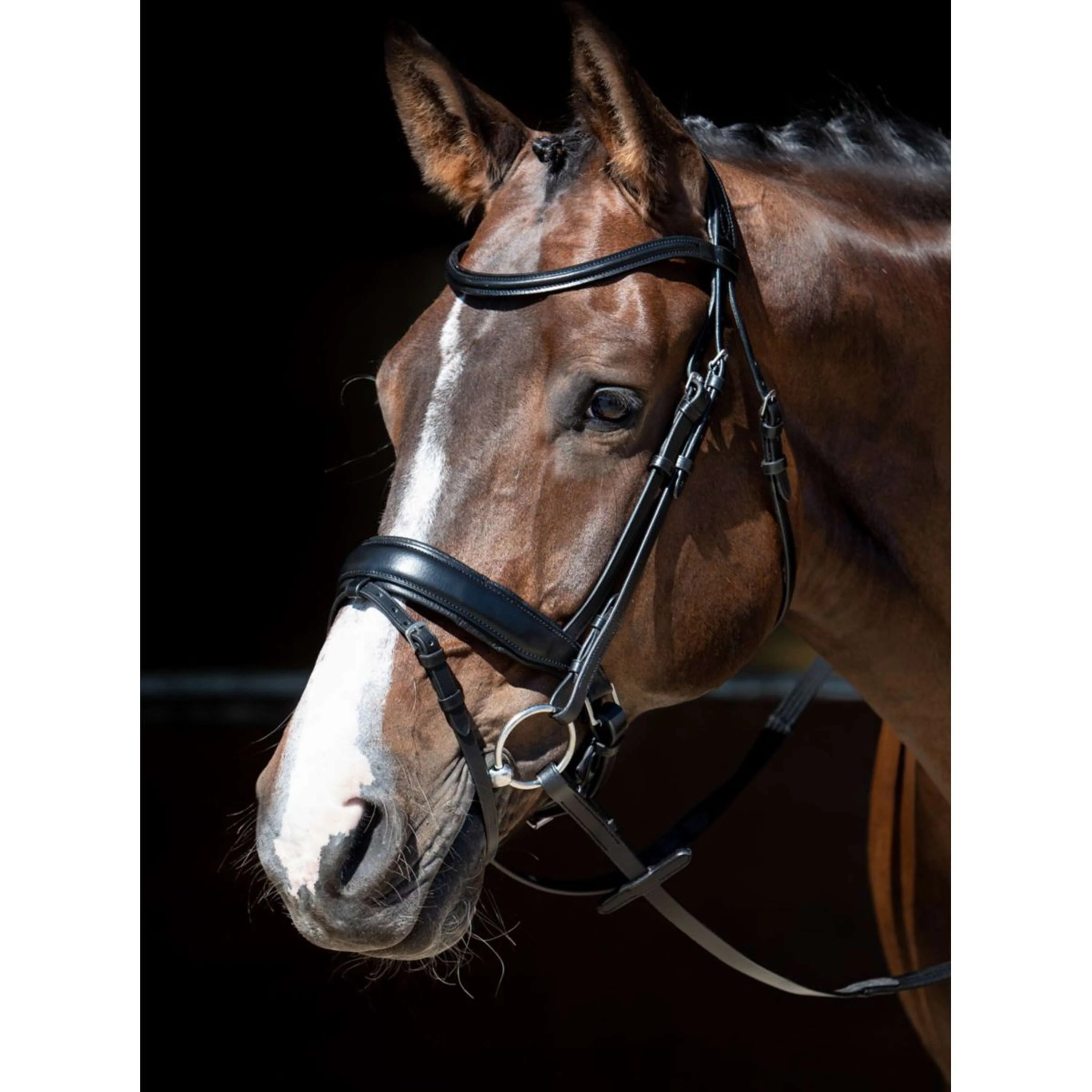 Harry's Horse Bride MM Foramen Free Noir - Image 2