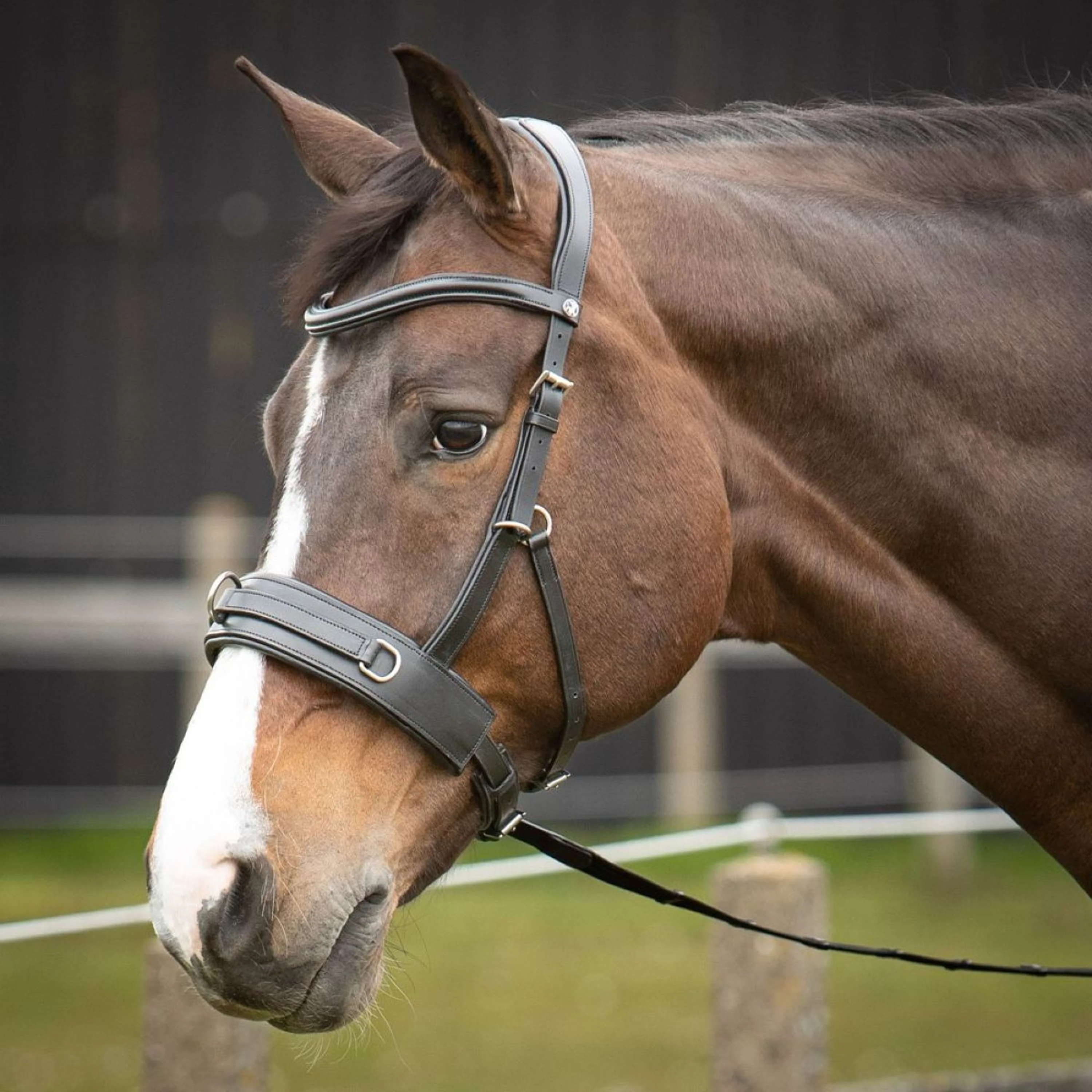 Harry's Horse Caveçon Comfort Cuir Noir - Image 5