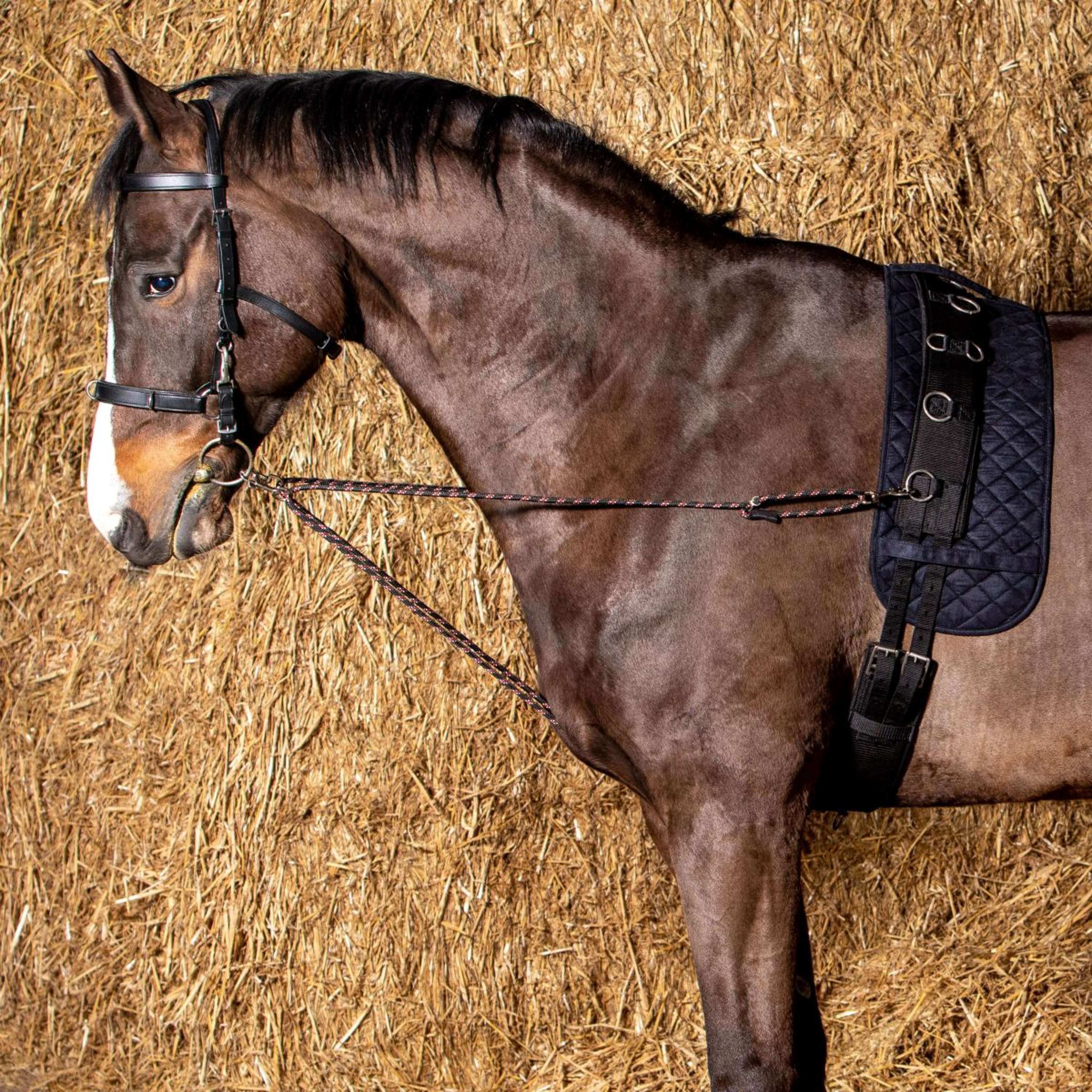 Harry's Horse Corde à Longer V-line Noir - Image 2