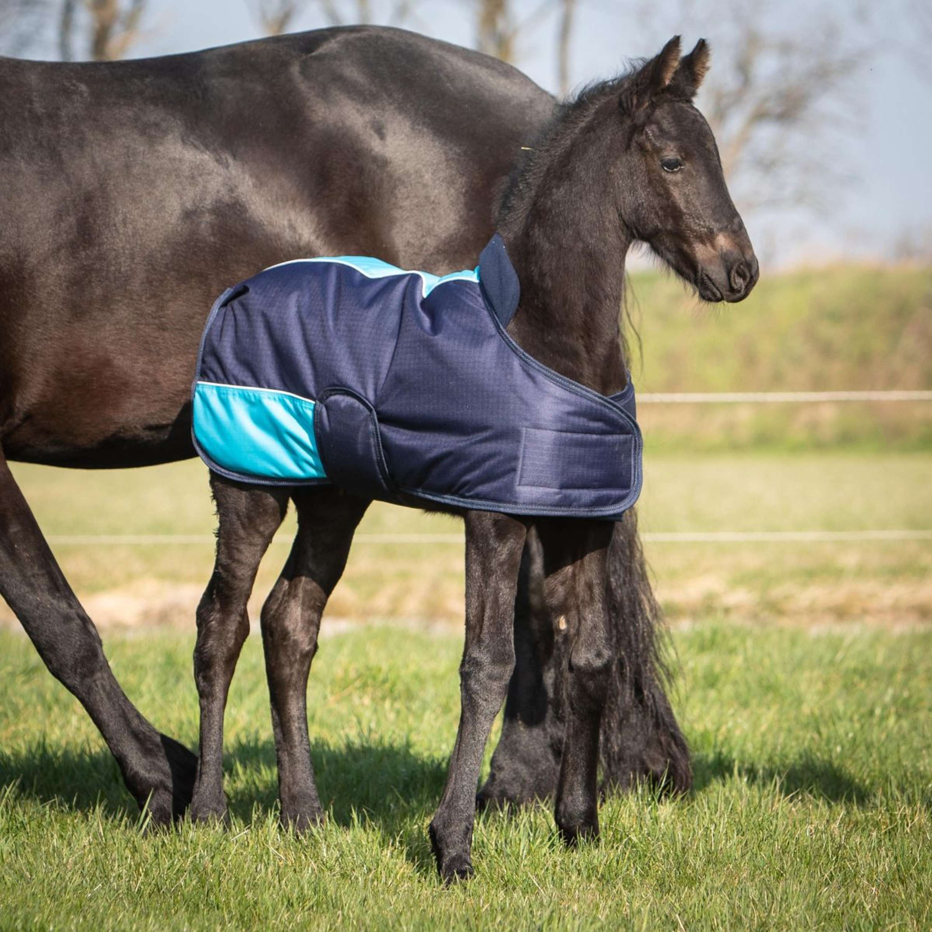 Harry's Horse Couverture pour Poulain TwoTone Marin - Image 3