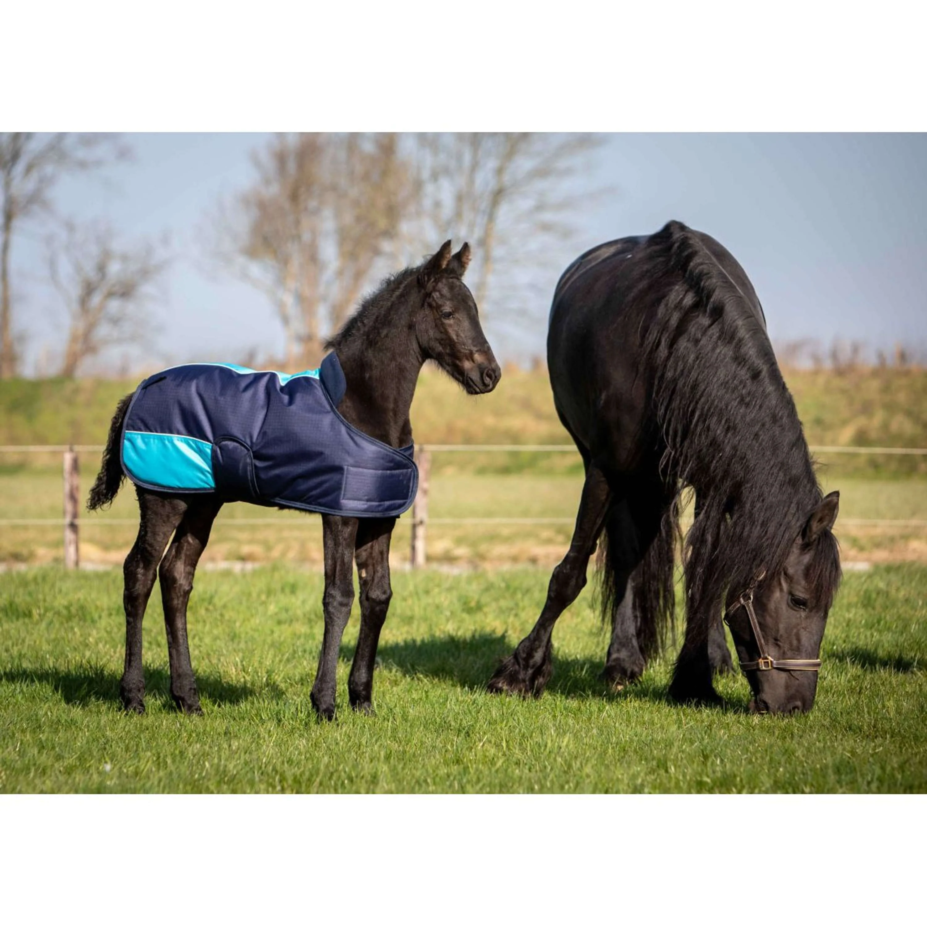 Harry's Horse Couverture pour Poulain TwoTone Marin - Image 4