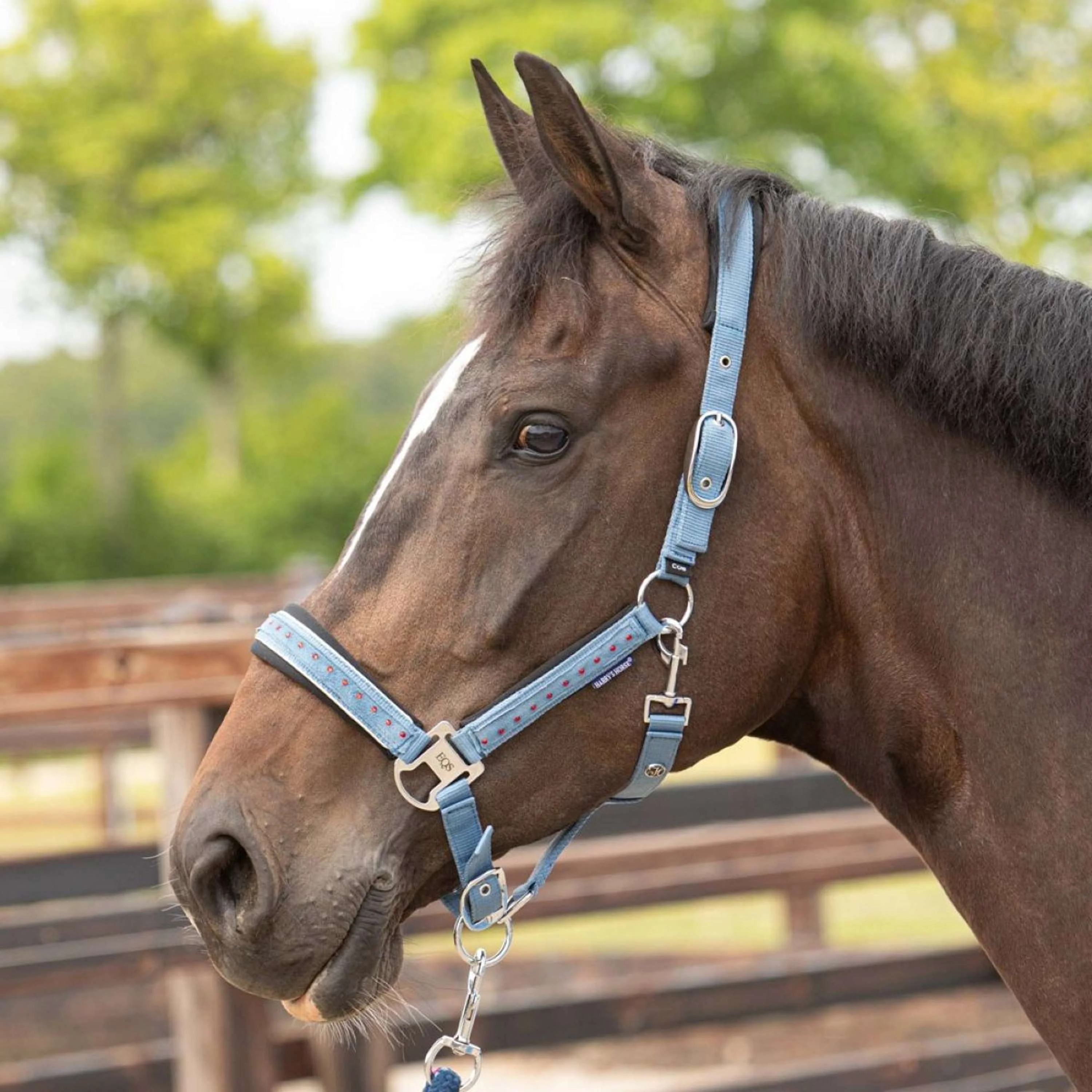 Harry's Horse Ensemble Licol Crystal Bleu ciel - Image 2