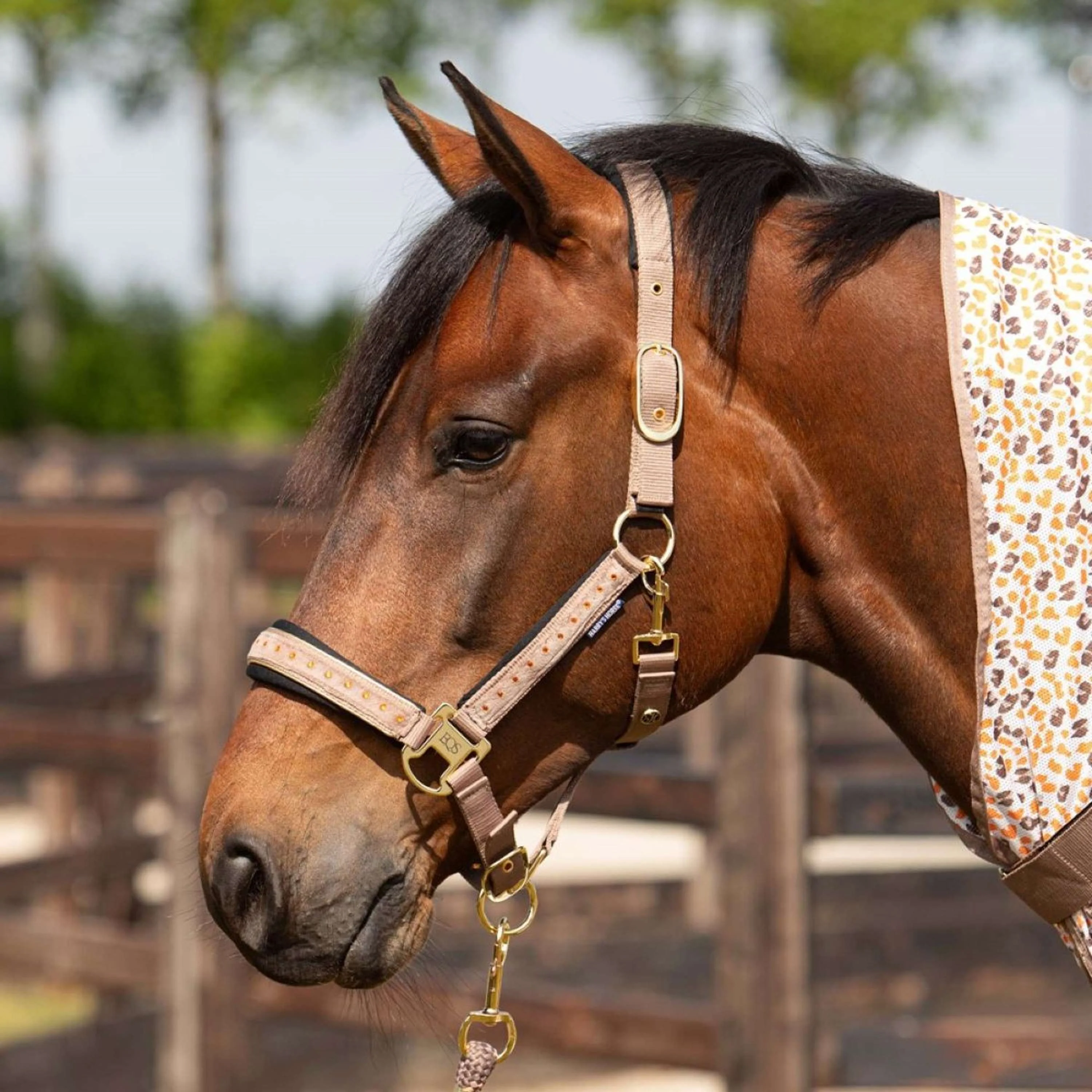 Harry's Horse Ensemble Licol Crystal Taupe Gris - Image 2