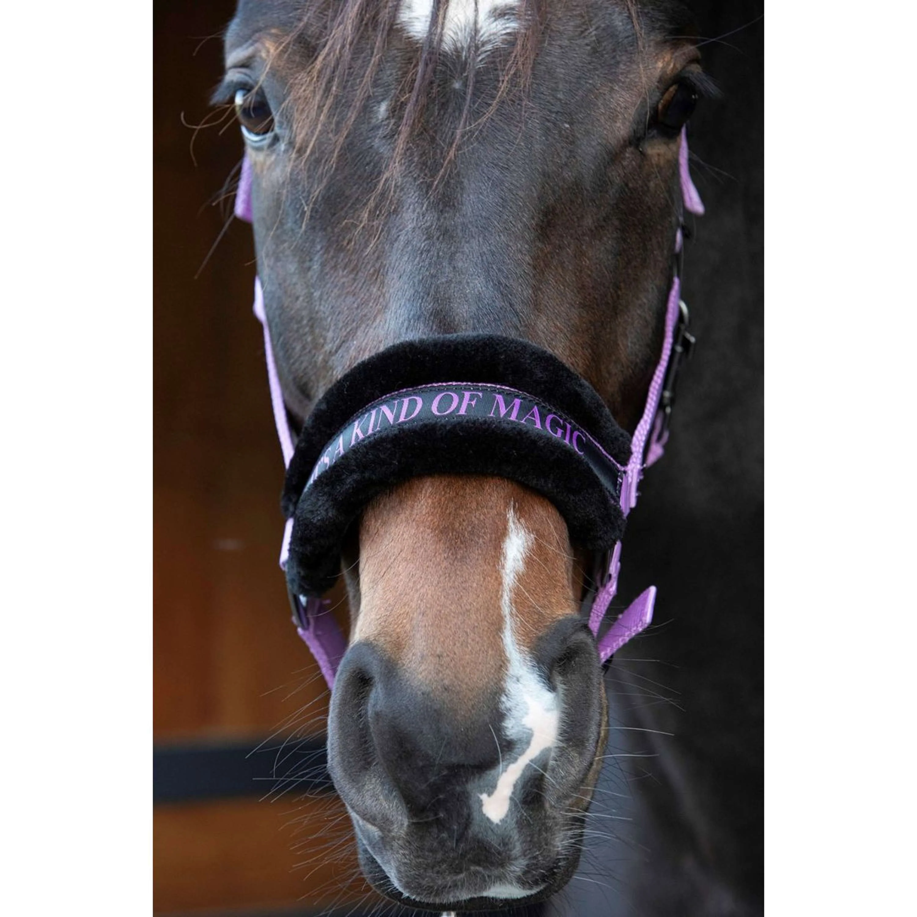 Paroles et citations de Harry's Horse Halter Lila - Image 2