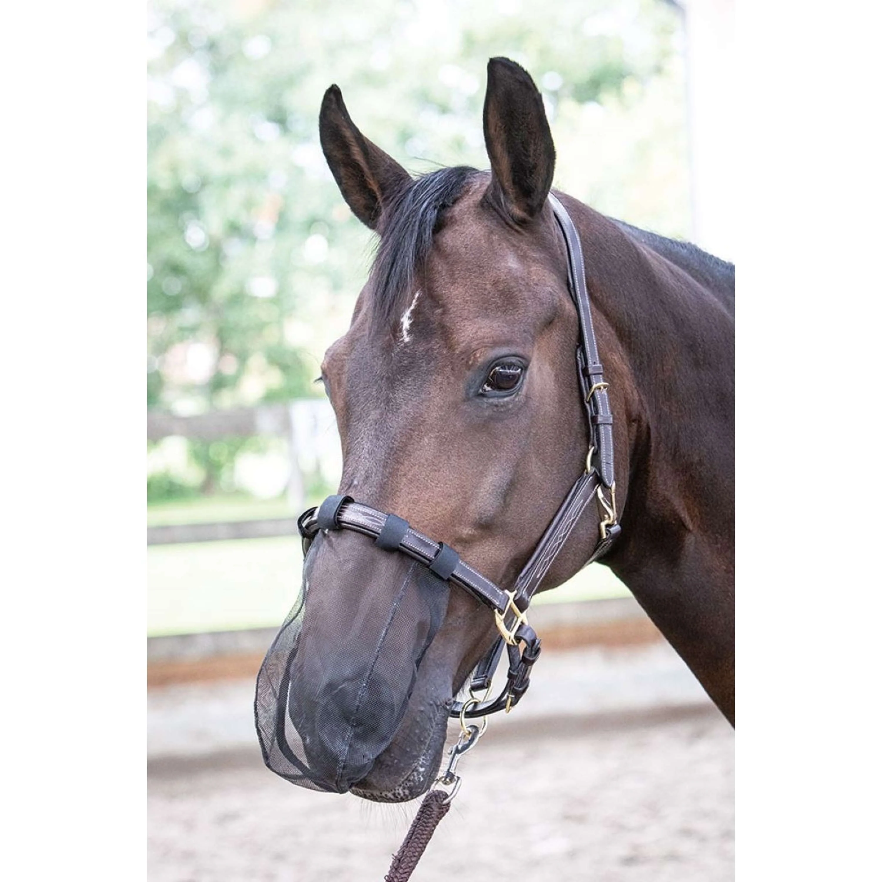 Harry's Horse Filet pour Naseaux Noir - Image 2