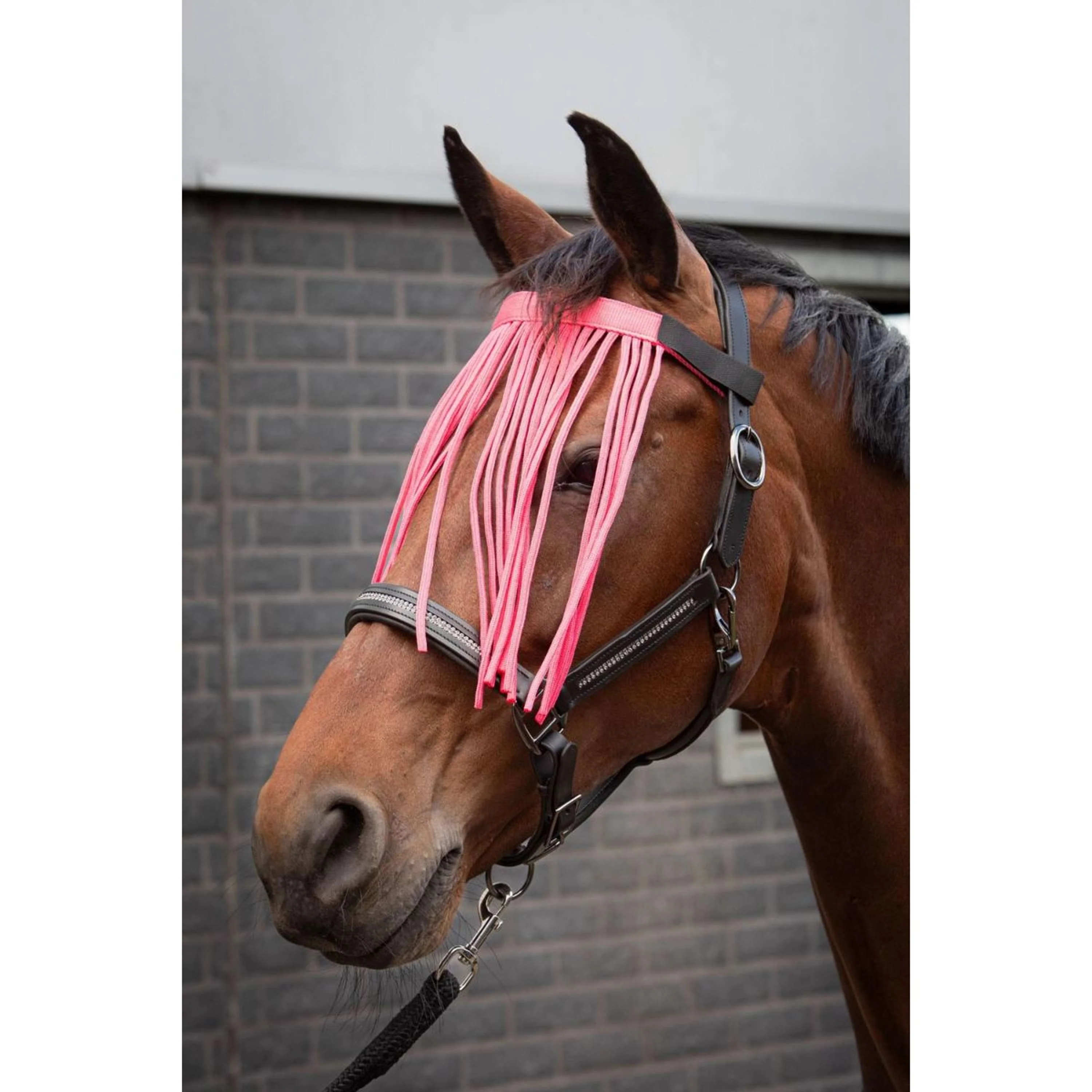 Harry's Horse Frontal Anti-Mouches Colour Rose - Image 2