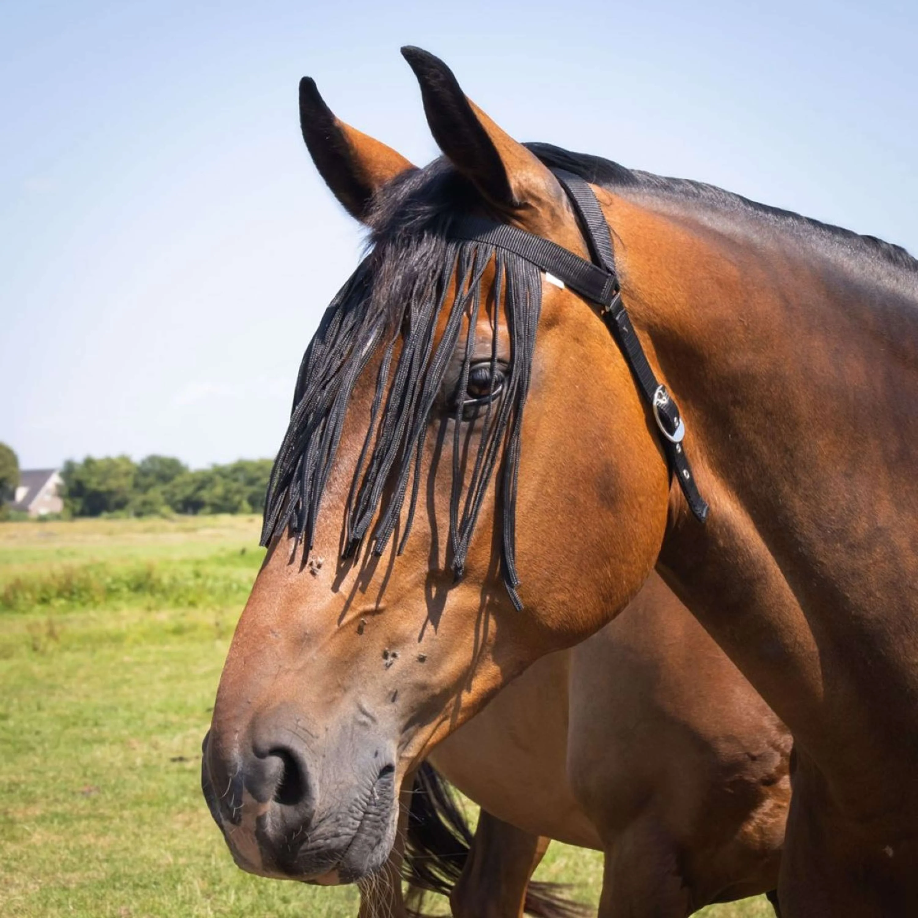 Harry's Horse Frontal Anti-Mouches Comfort+ Noir - Image 2