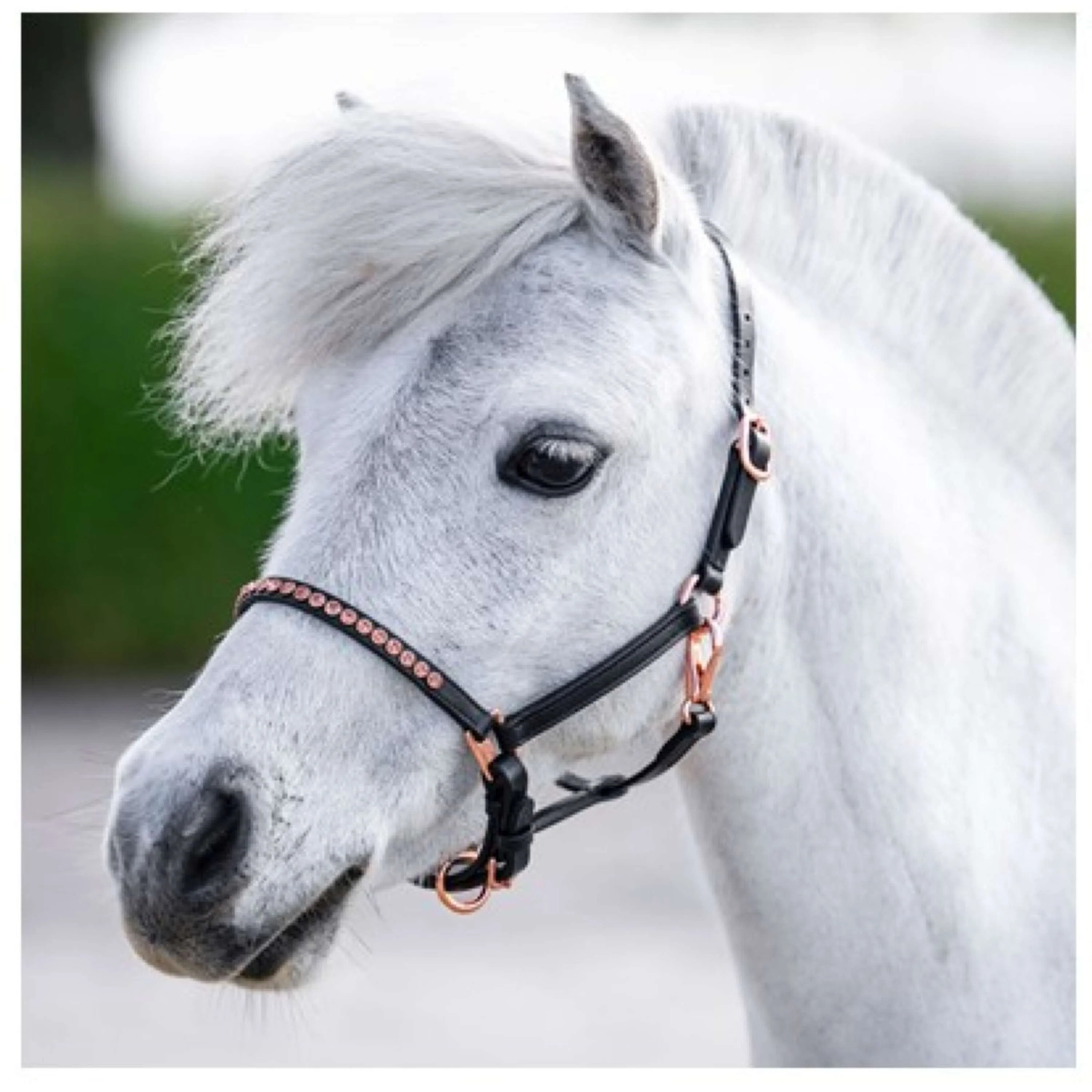Harry's Horse Licol Crystal Poney/Poulain Noir/Or Rose - Image 2
