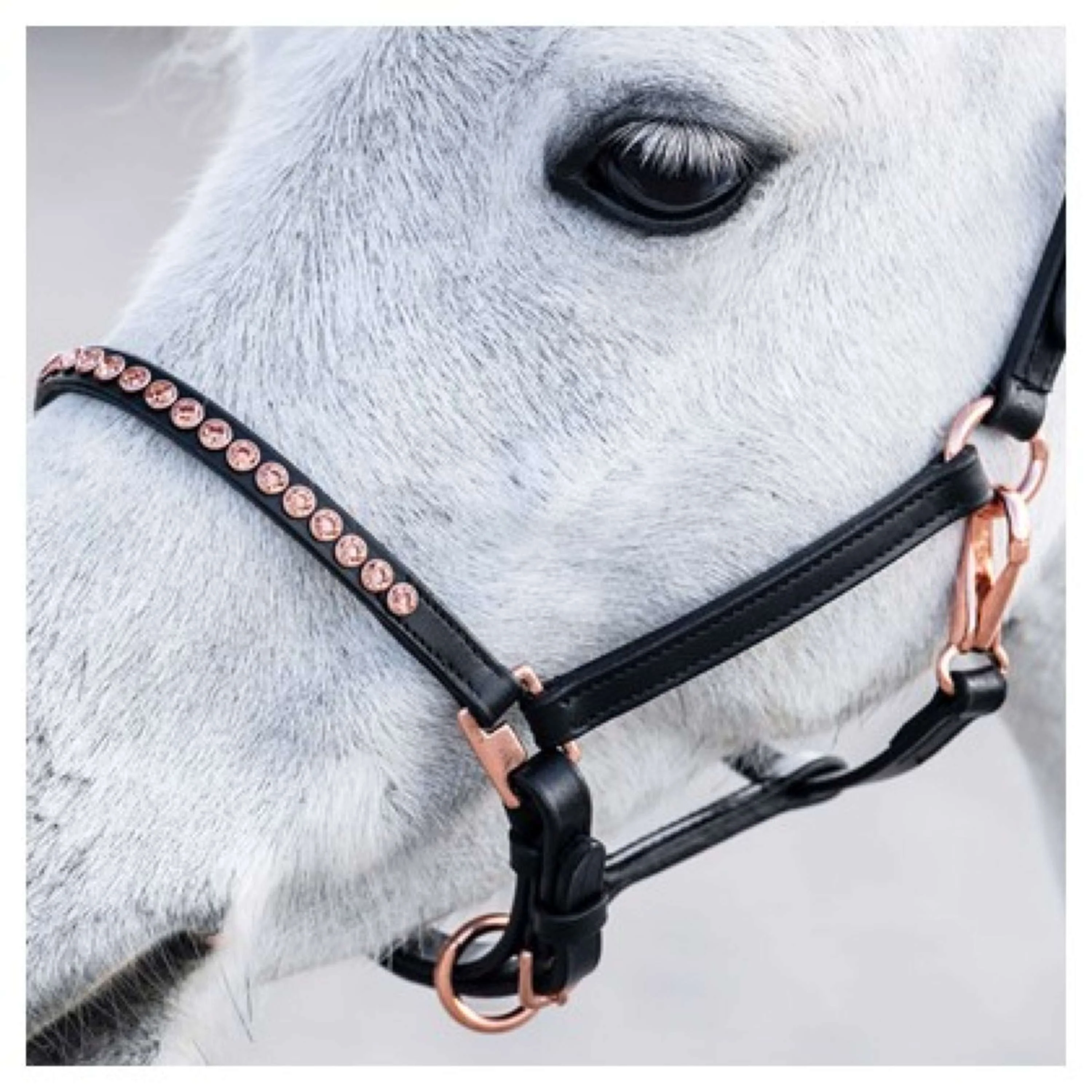 Harry's Horse Licol Crystal Poney/Poulain Noir/Or Rose - Image 3
