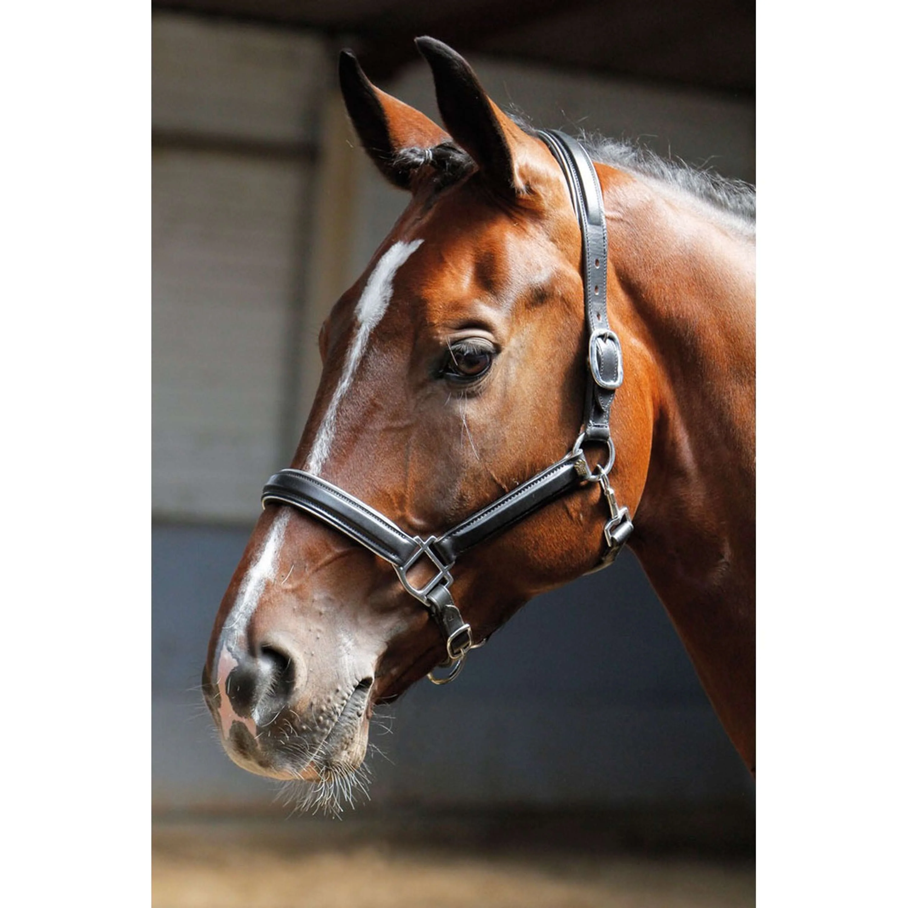 Harry's Horse Licol Cuir avec Jonc Argent - Image 2