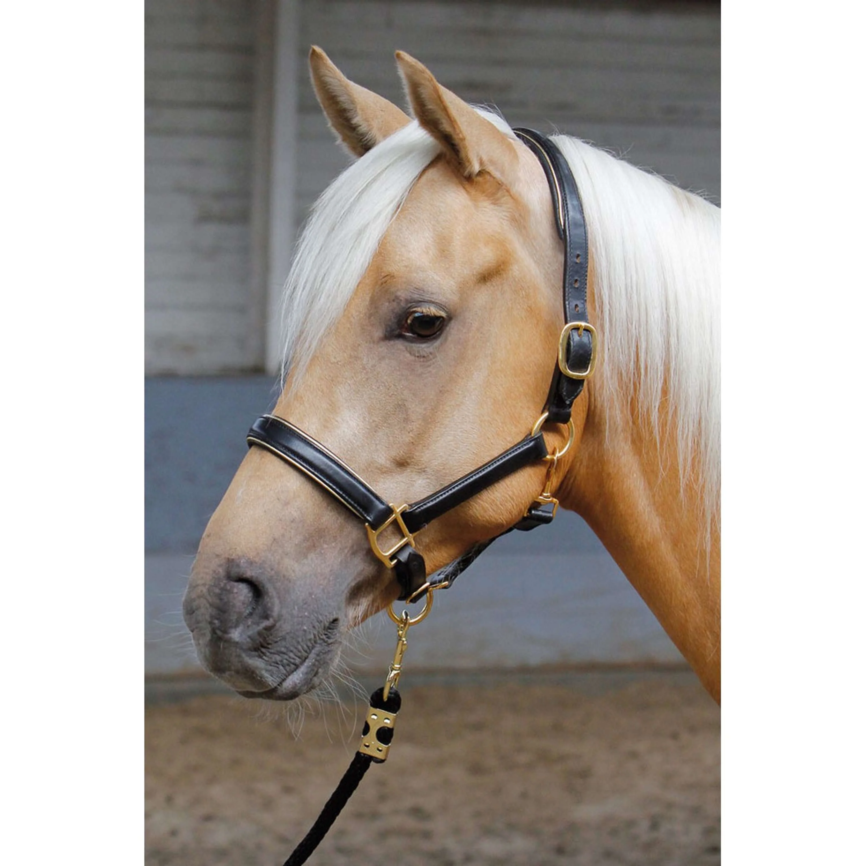 Harry's Horse Licol Cuir avec Jonc Or - Image 2