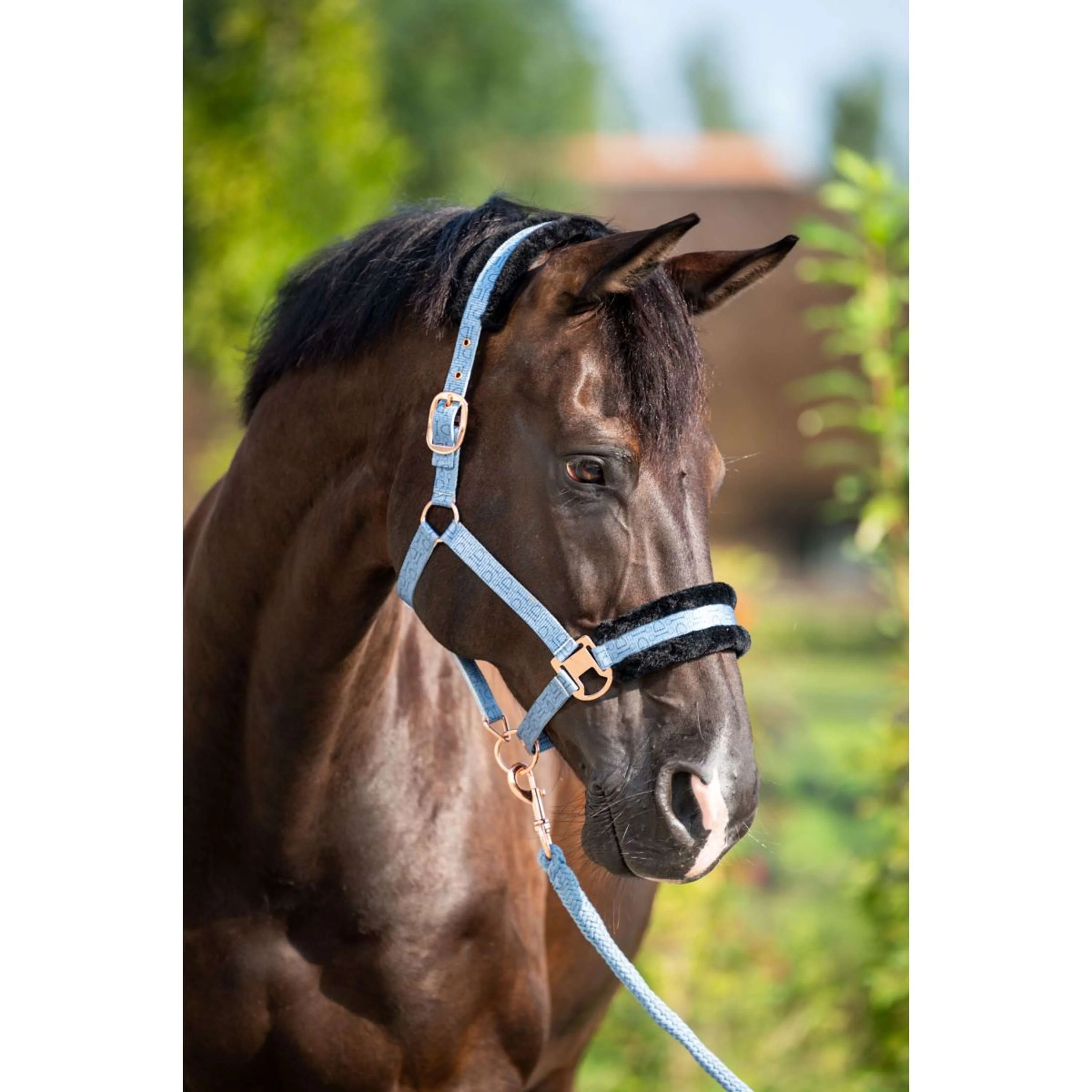 HB Licol Showtime Pioneer Bleu glace - Image 2