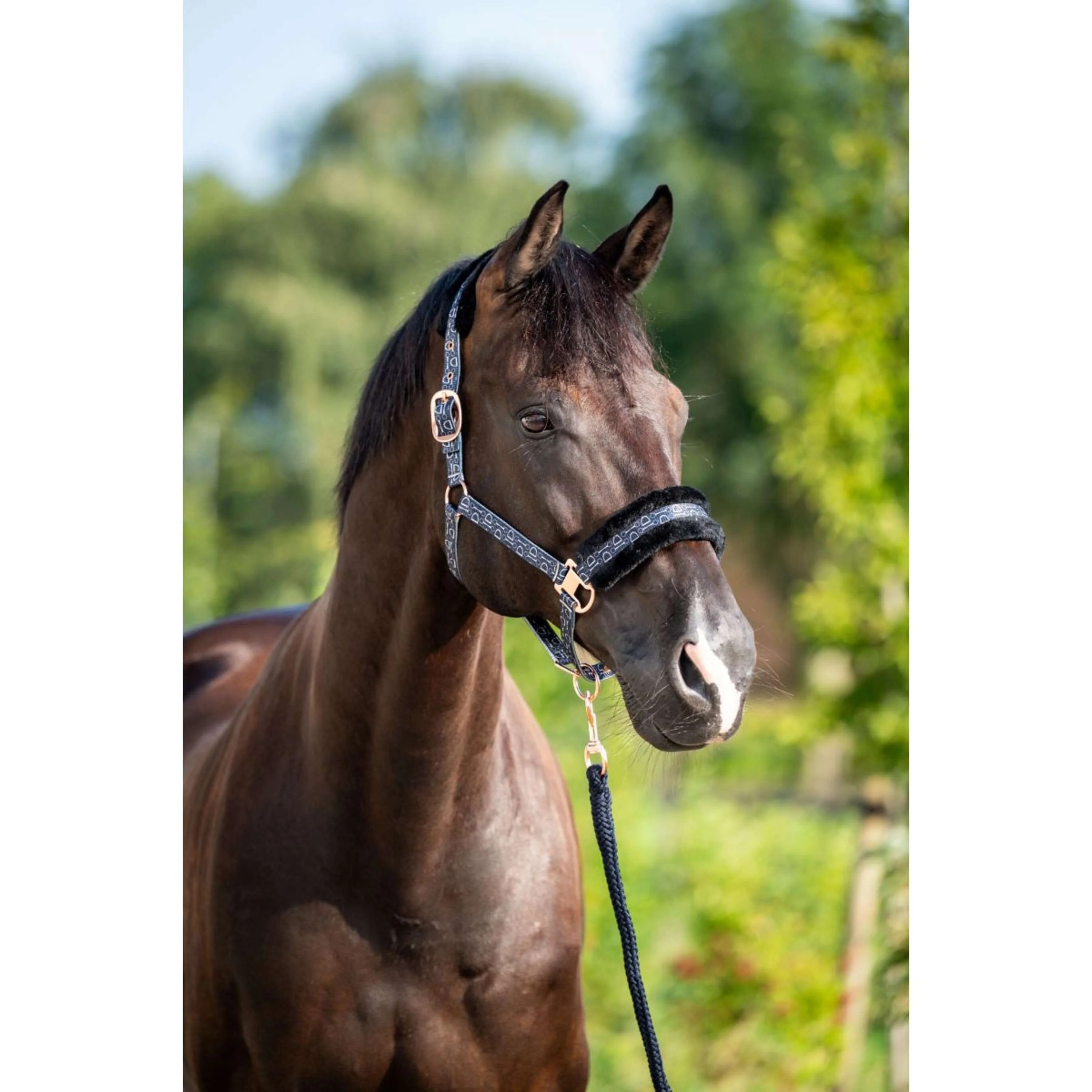 HB Licol Showtime Pioneer Noir - Image 2