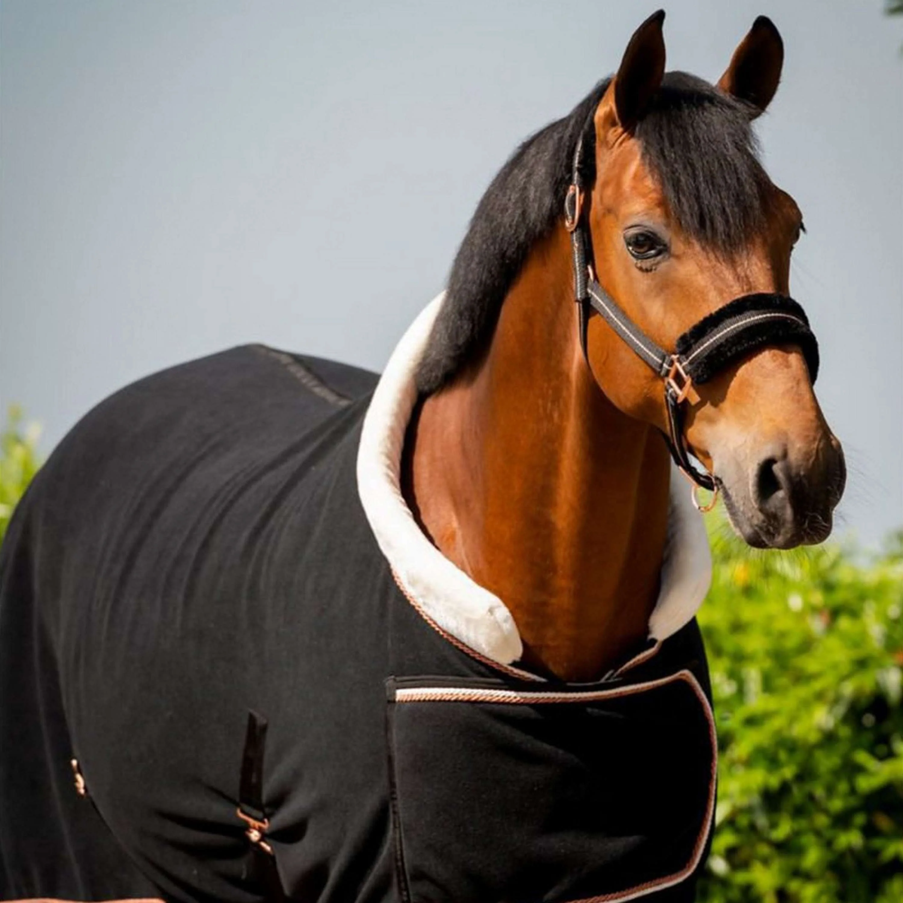 HB Couverture de Concours Dutch Crown Europe Rose Noir - Image 3